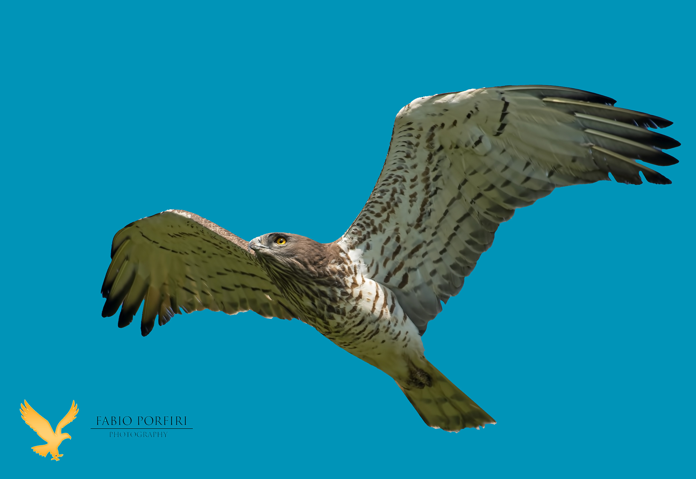 Short-toed eagle ...