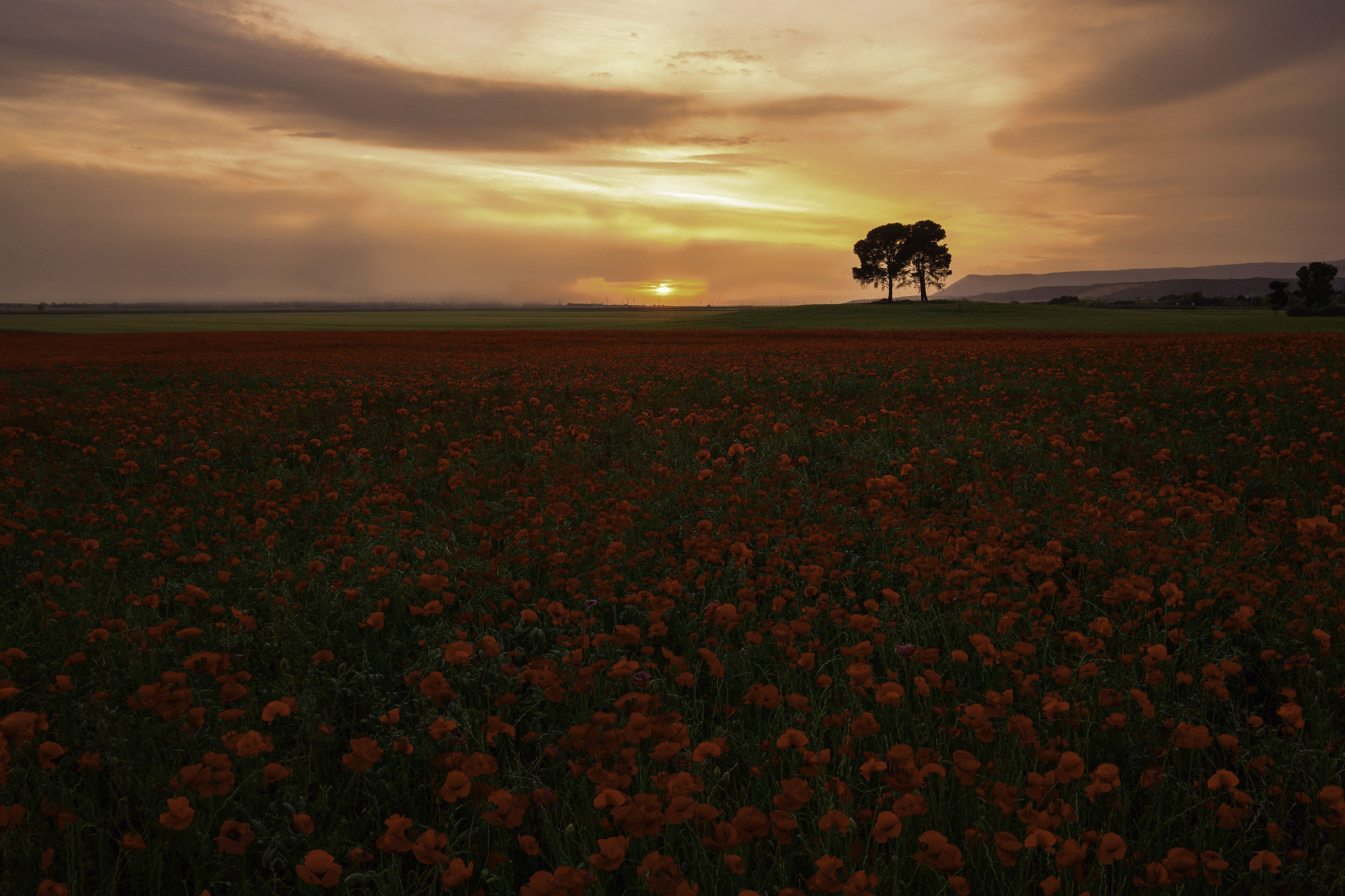 Papaveri al tramonto