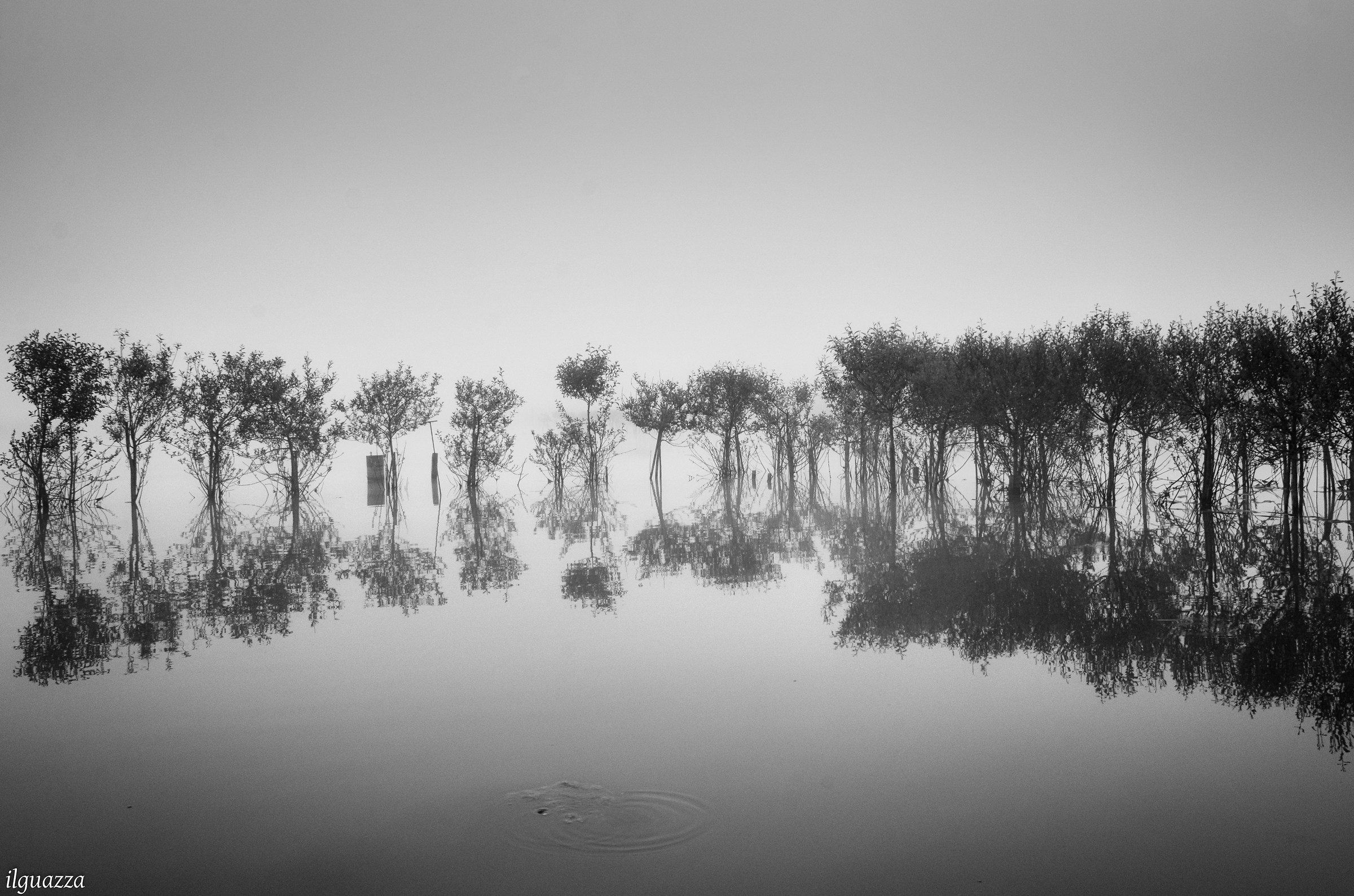 appearances in the mists