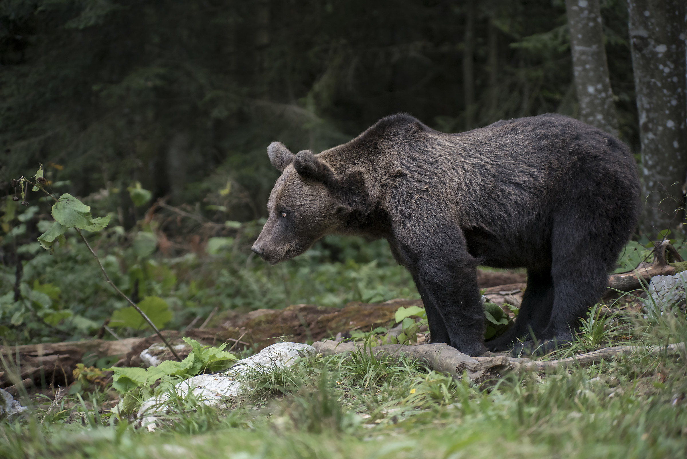 Brown bear in profile
