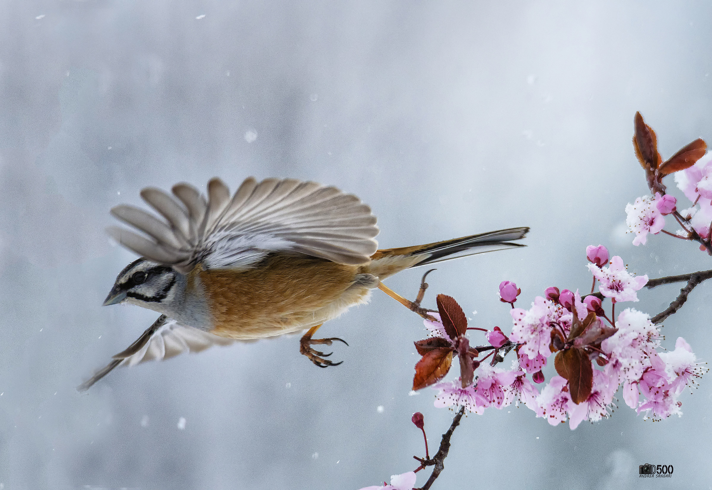 Lo stacco dello zigolo muciatto
