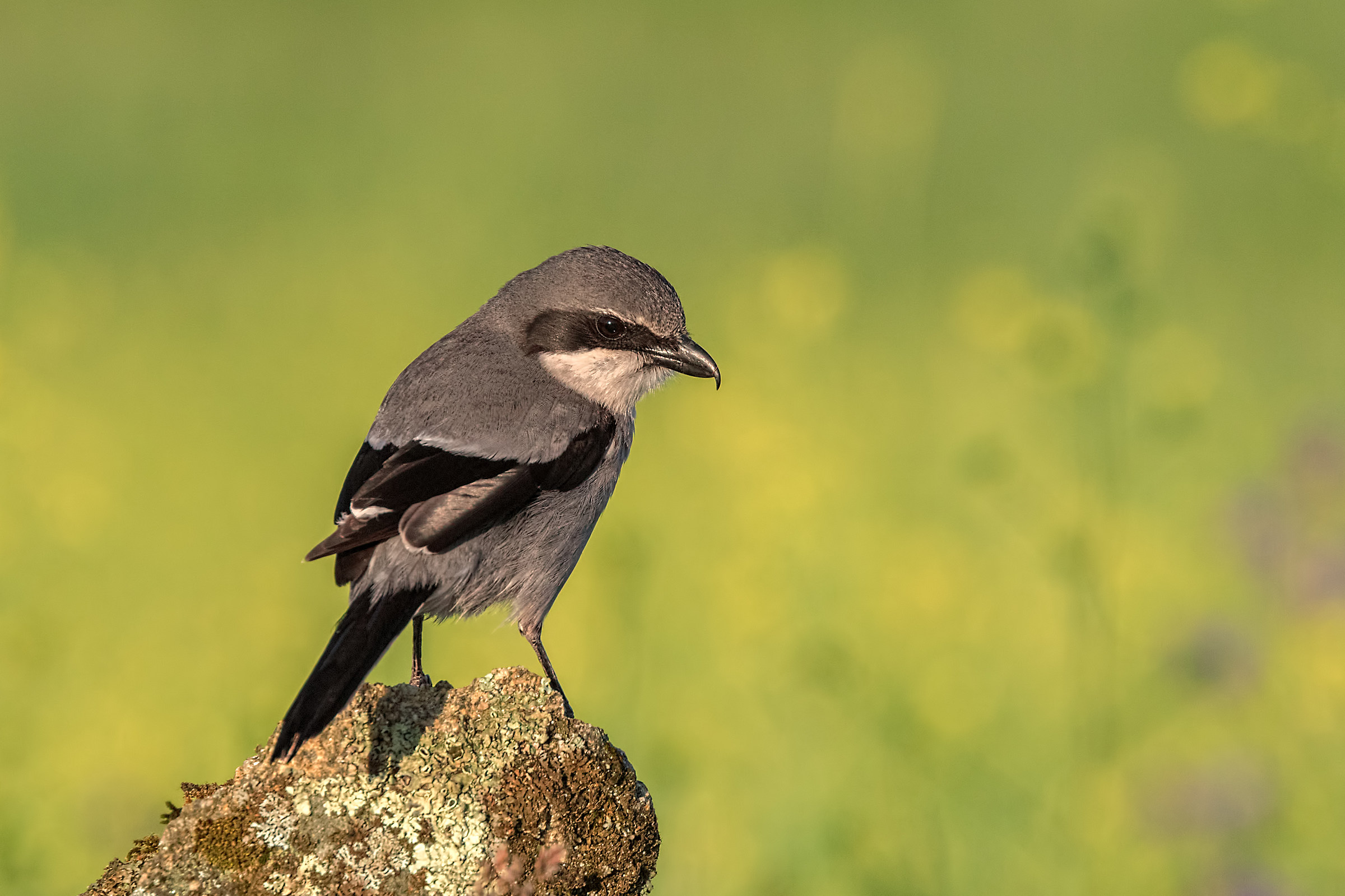Averla maggiore meridionale