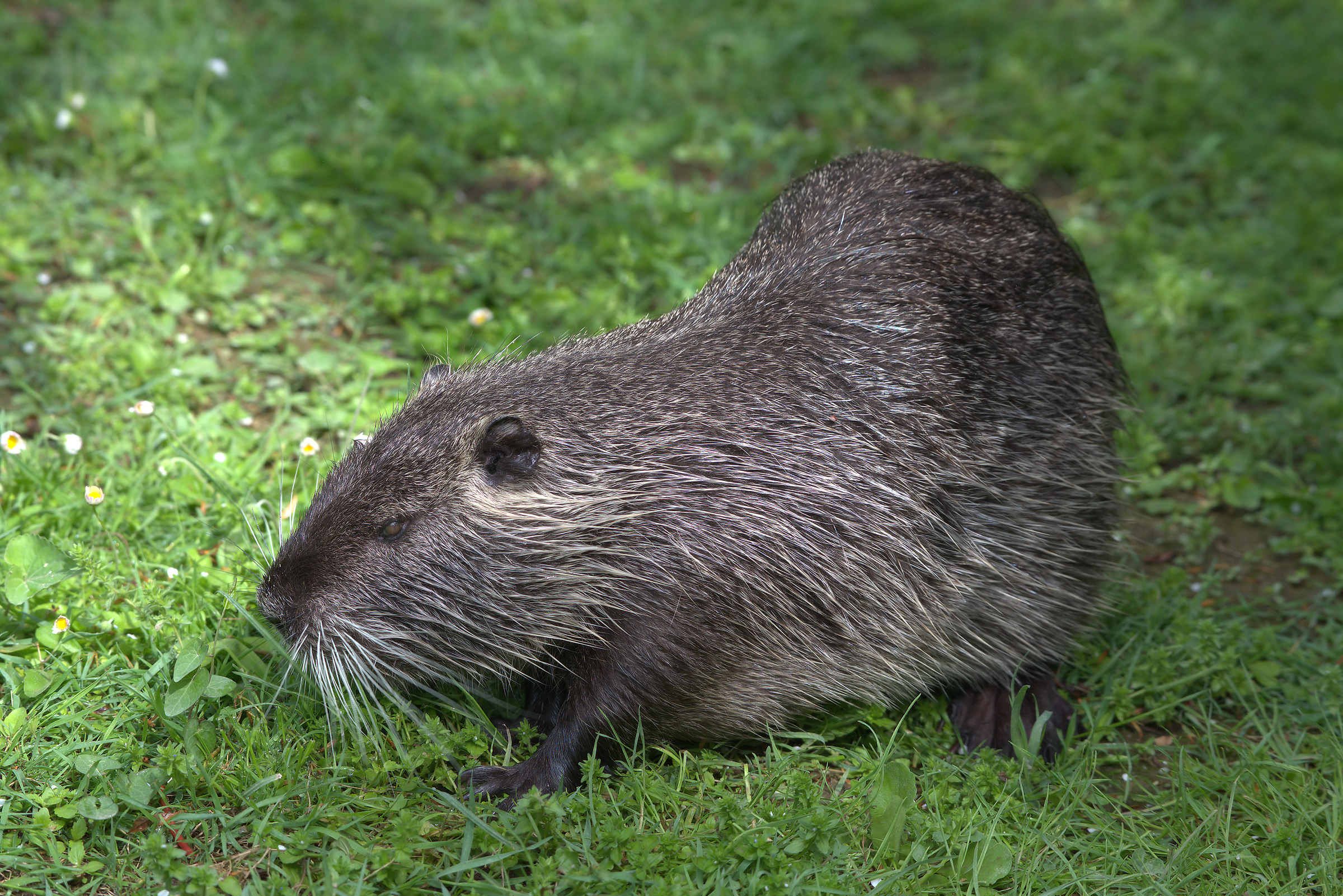 Nutria