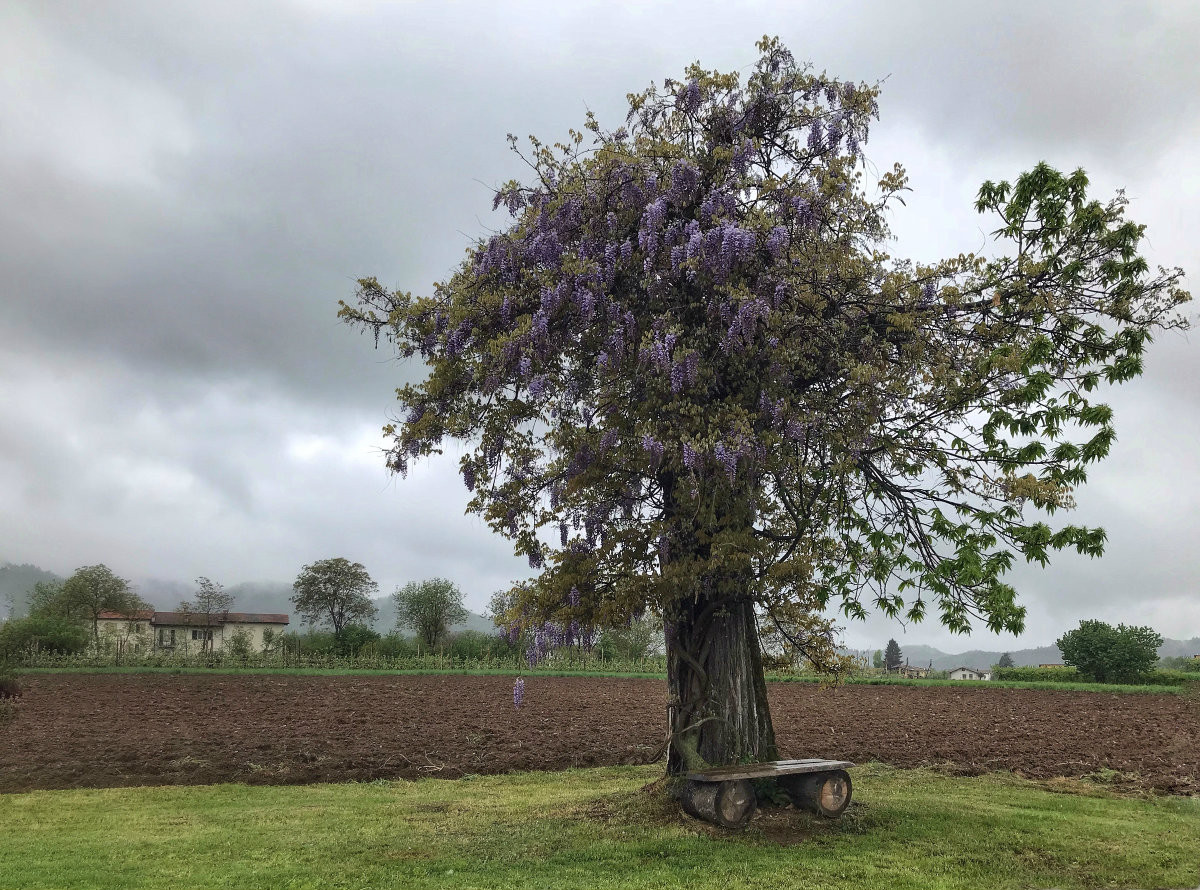 The embrace of Wisteria
