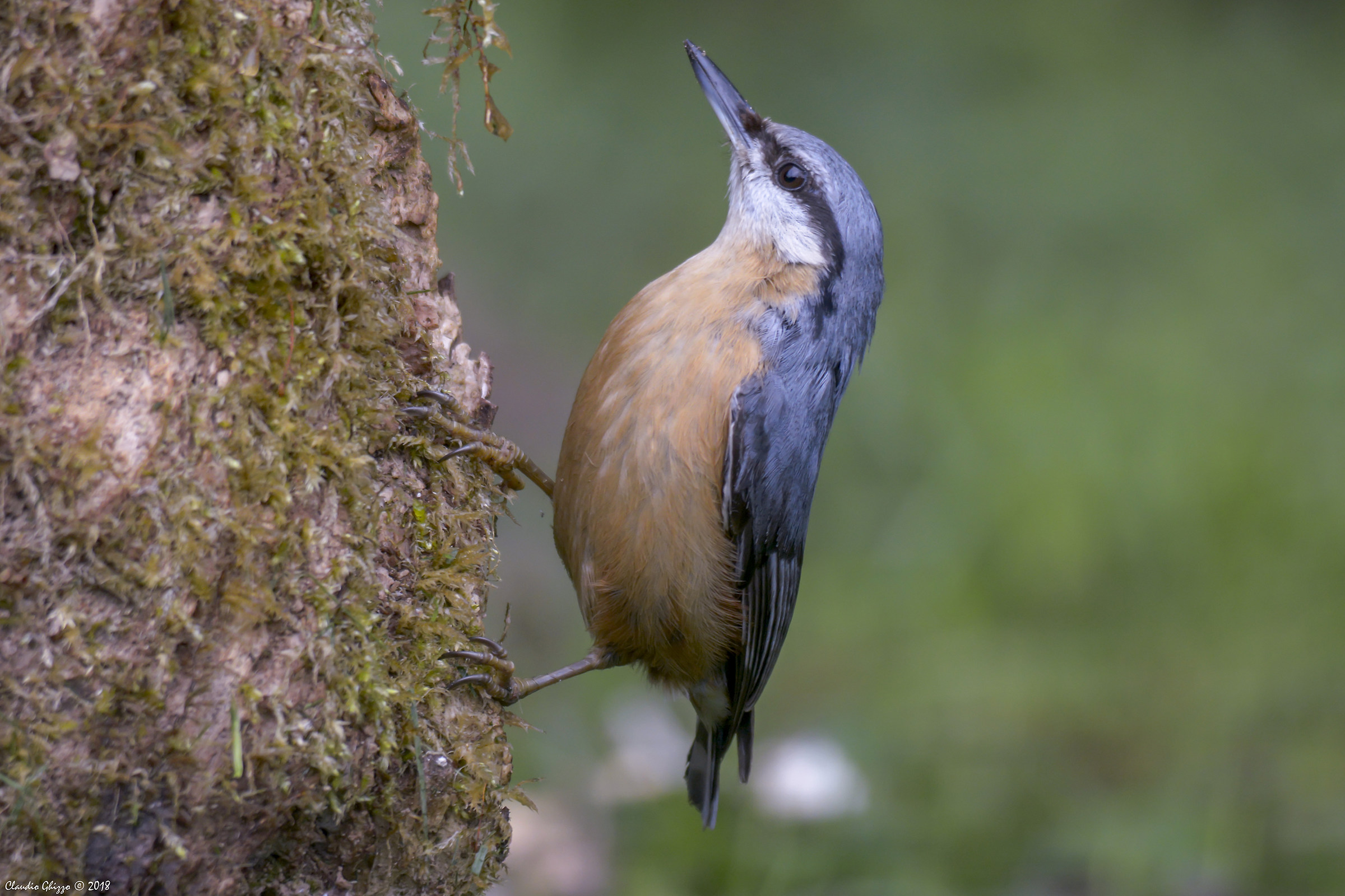 Nuthatch