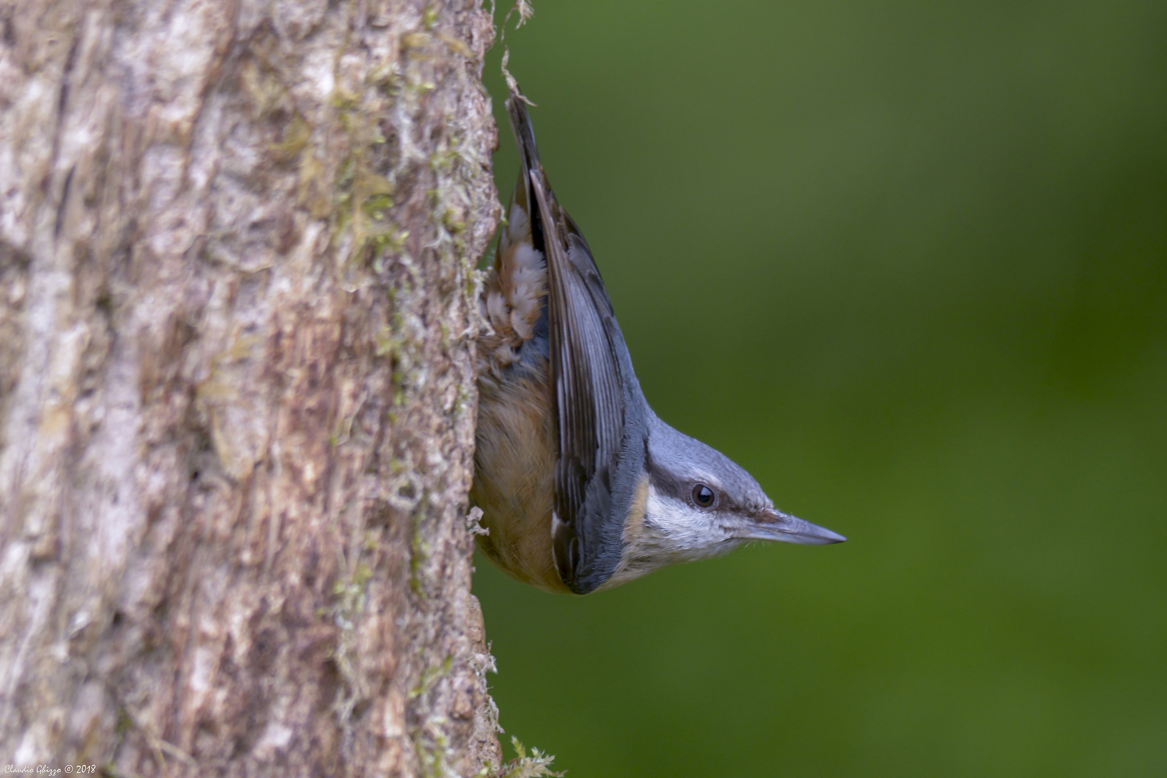 Nuthatch