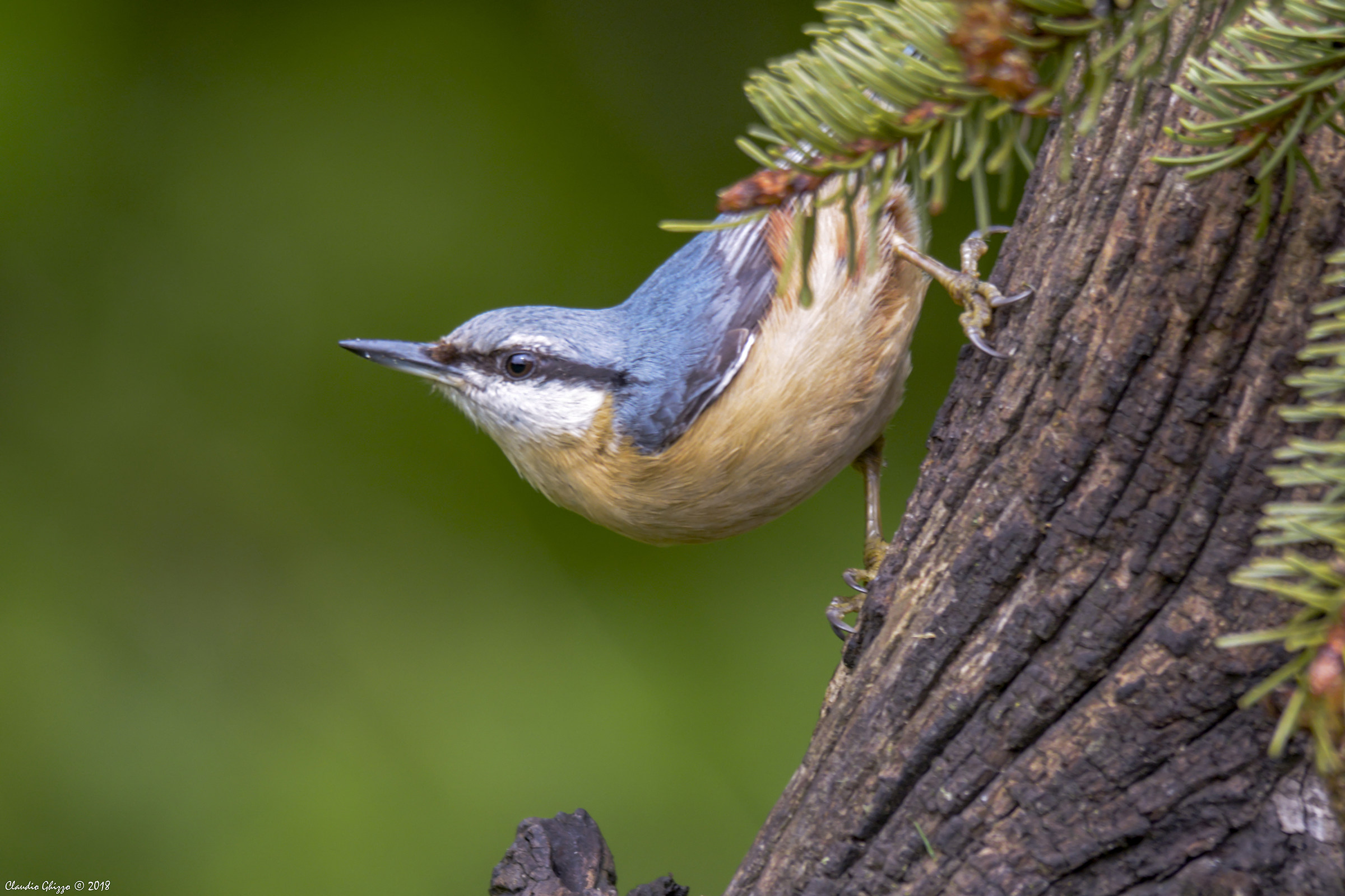 Nuthatch