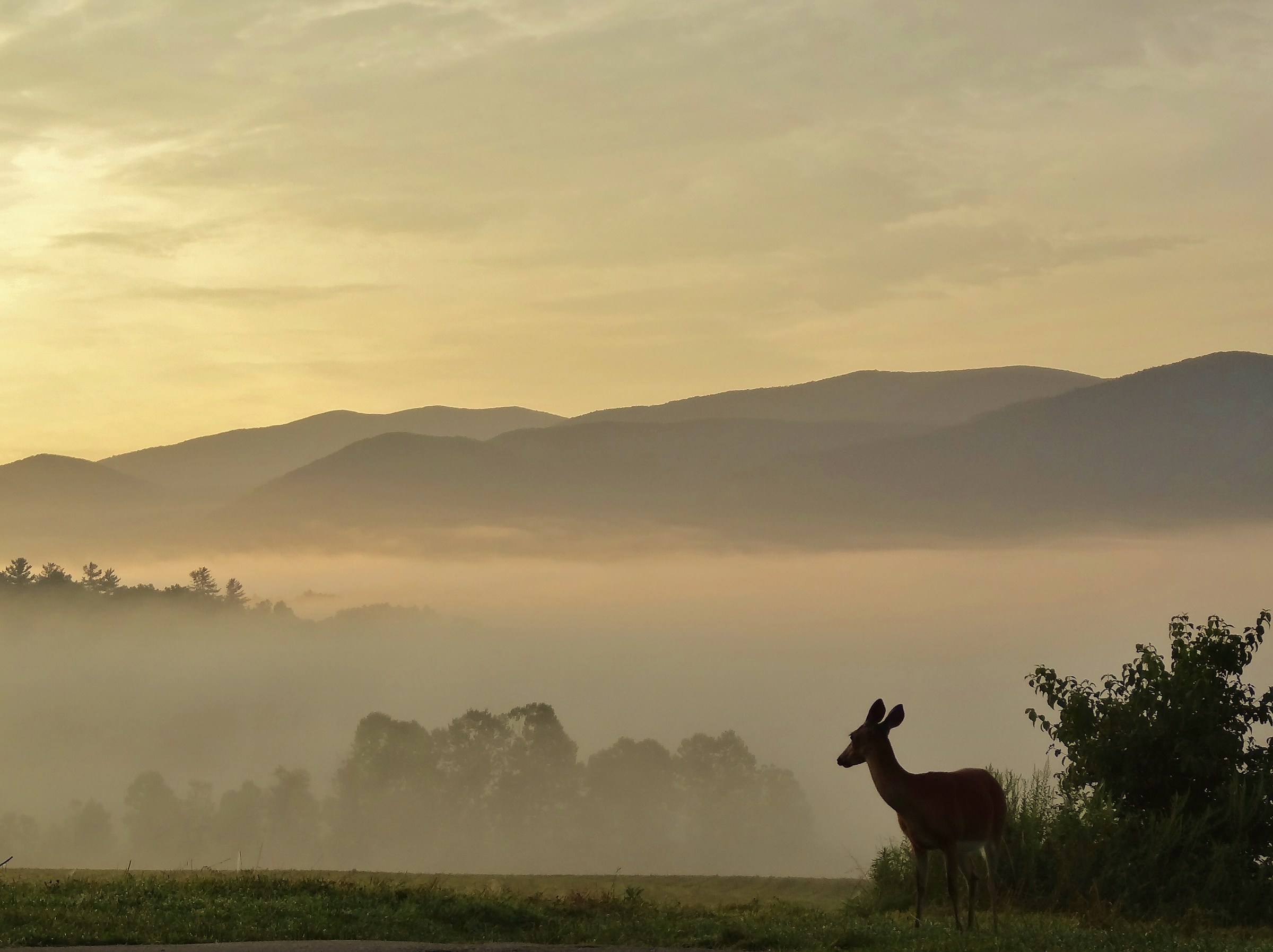 Deer at dawn