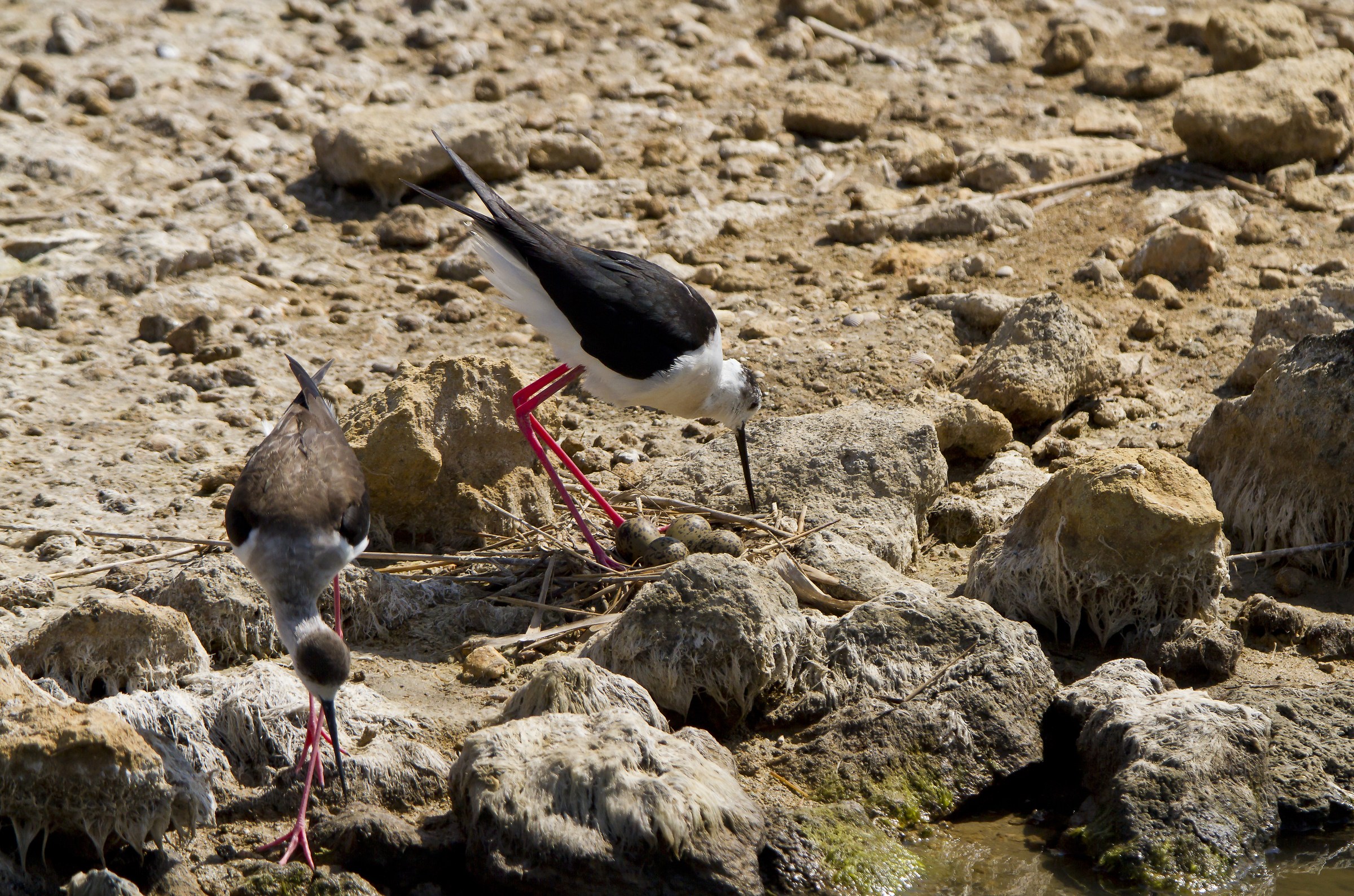 Cavalieri mettono su famiglia