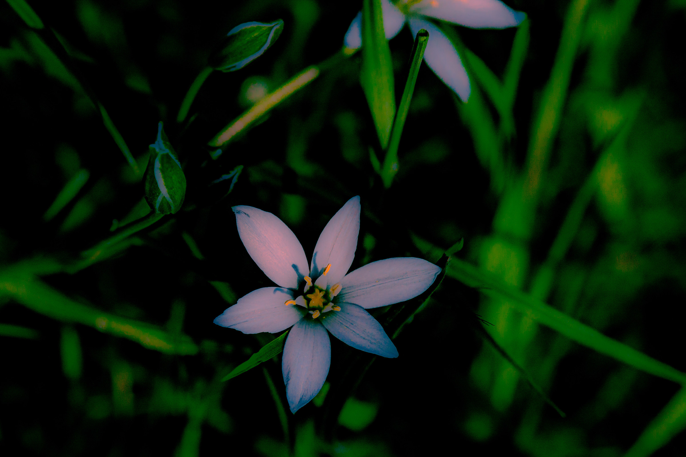 Tender flower and tender shoots