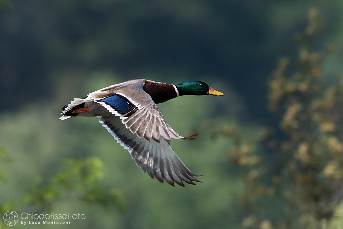Germano maschio tra gli alberi