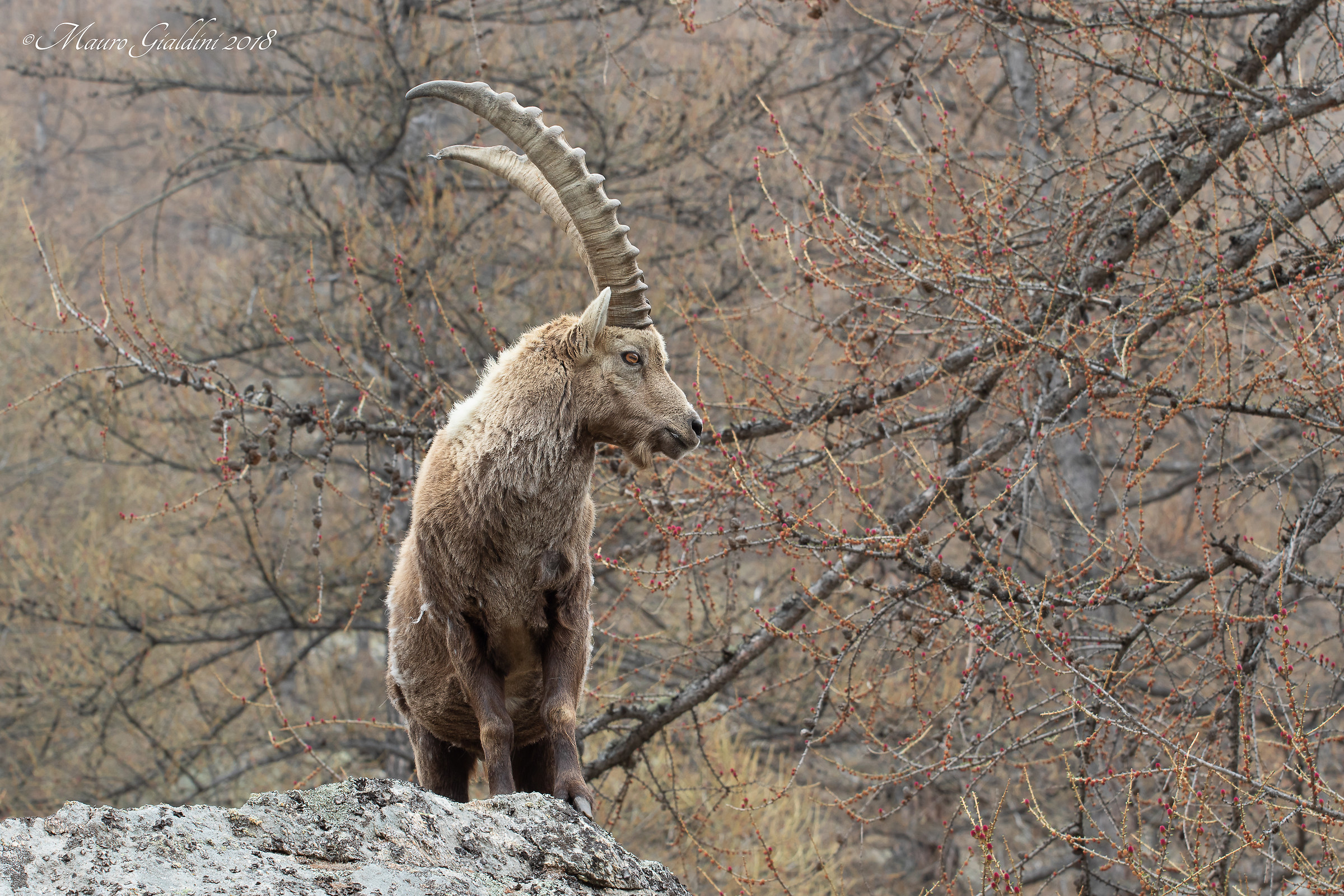Lo Stambecco e il lariceto