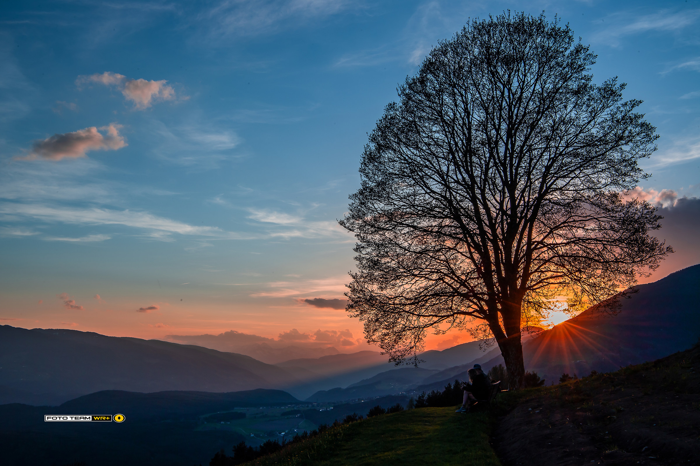 l' albero al tramonto