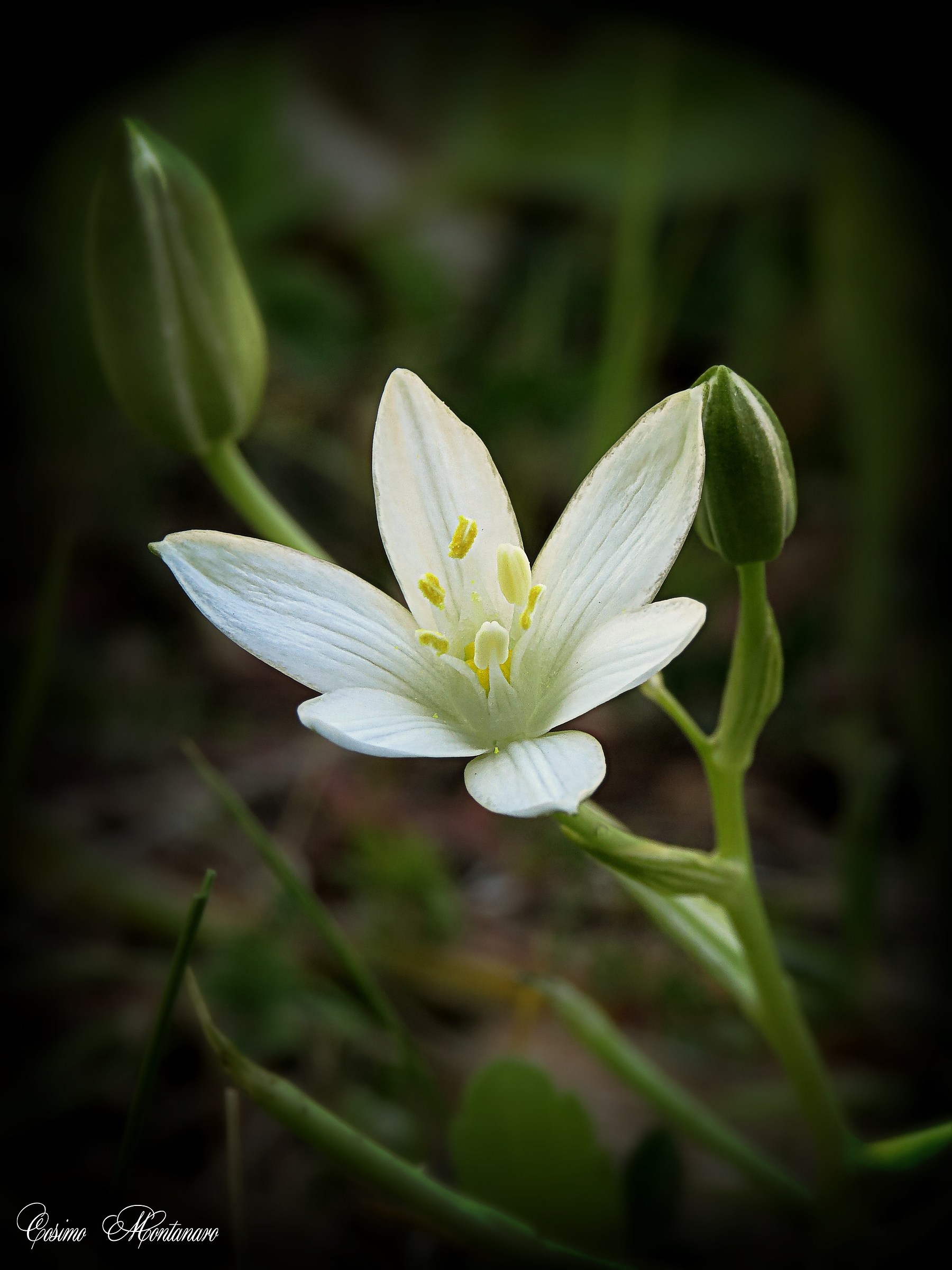 Ornithogalum umbellatum L.