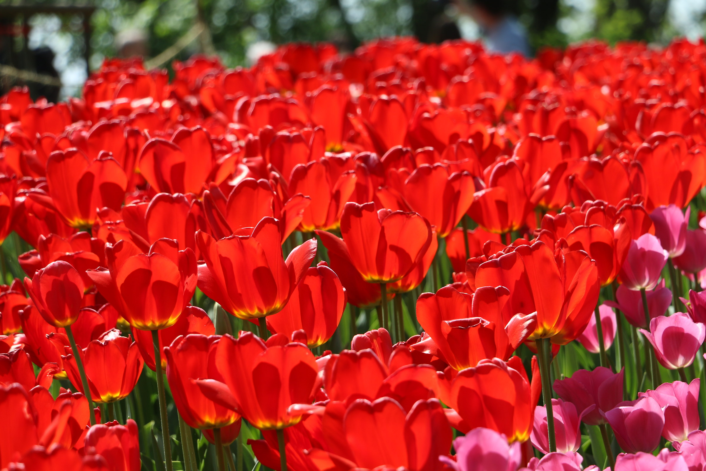 Red tulips.