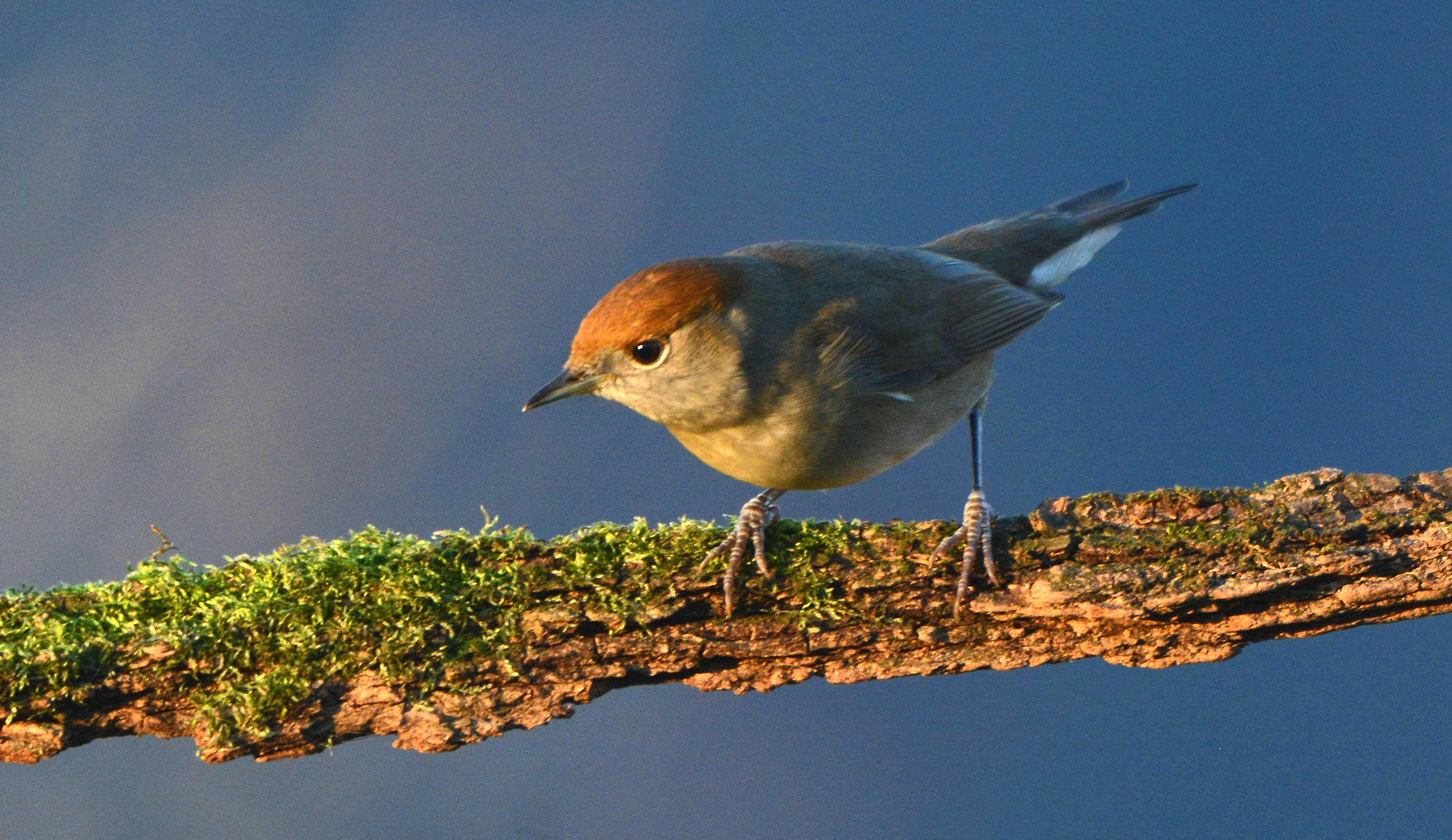 blackcap
