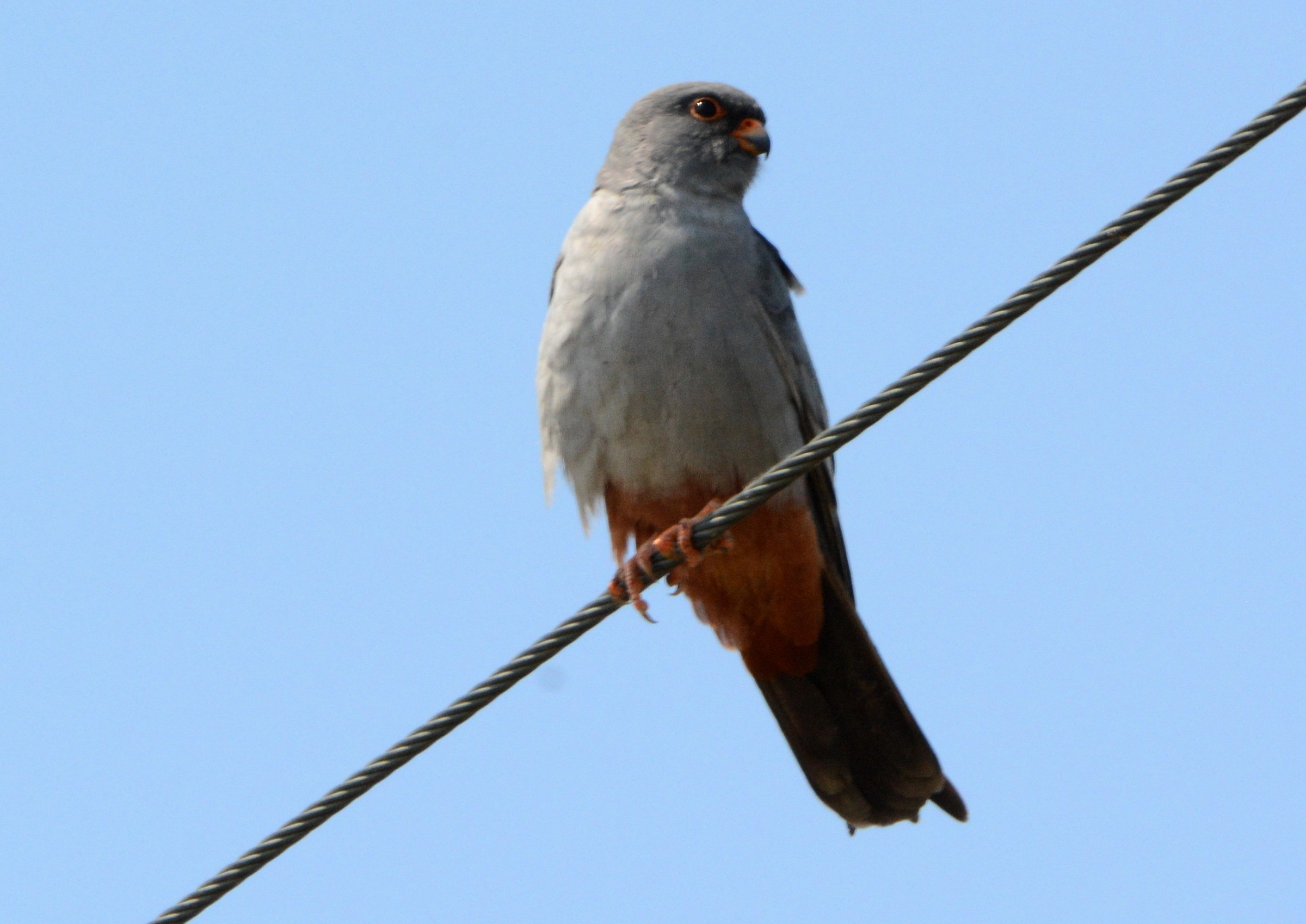 flco cuckoo