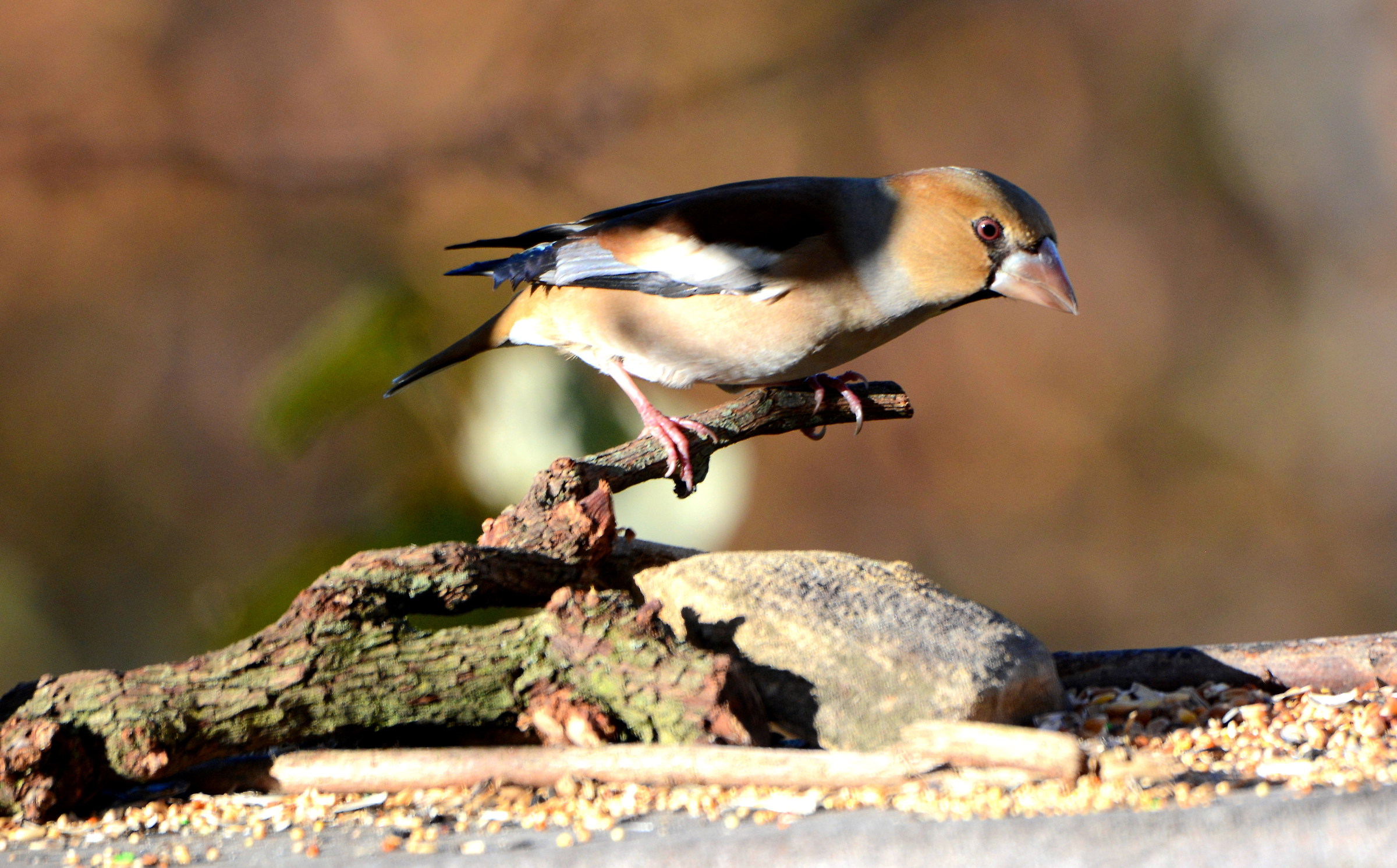 hawfinch