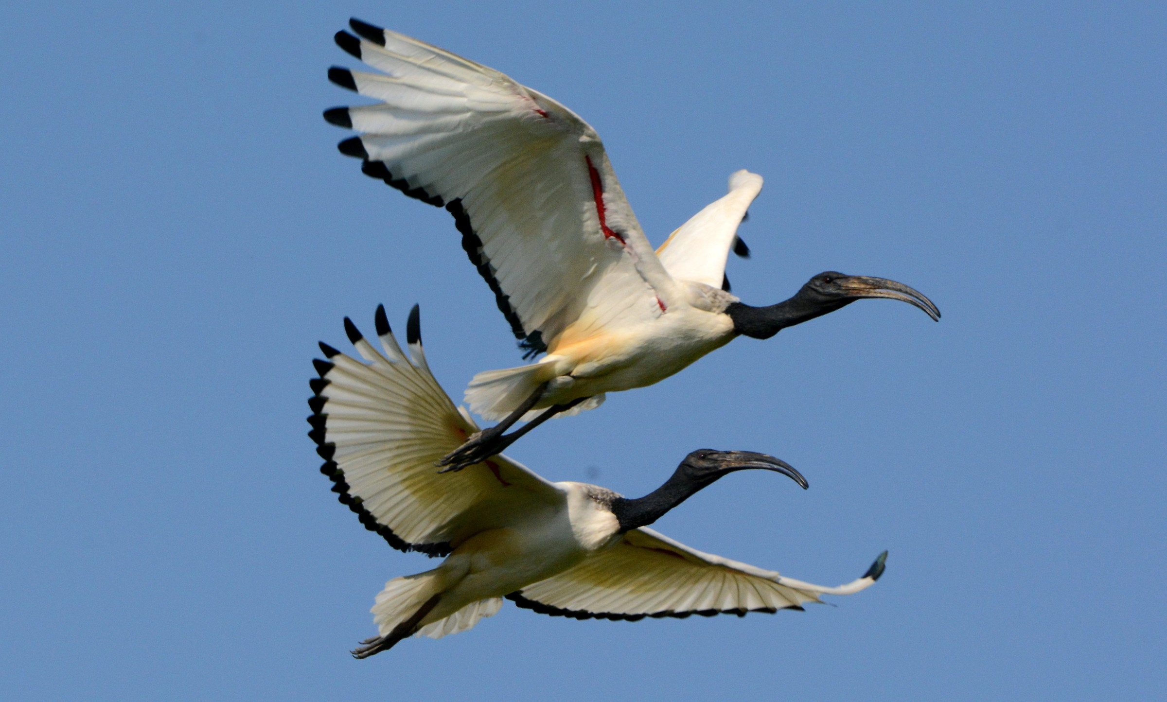 African sacred Ibis