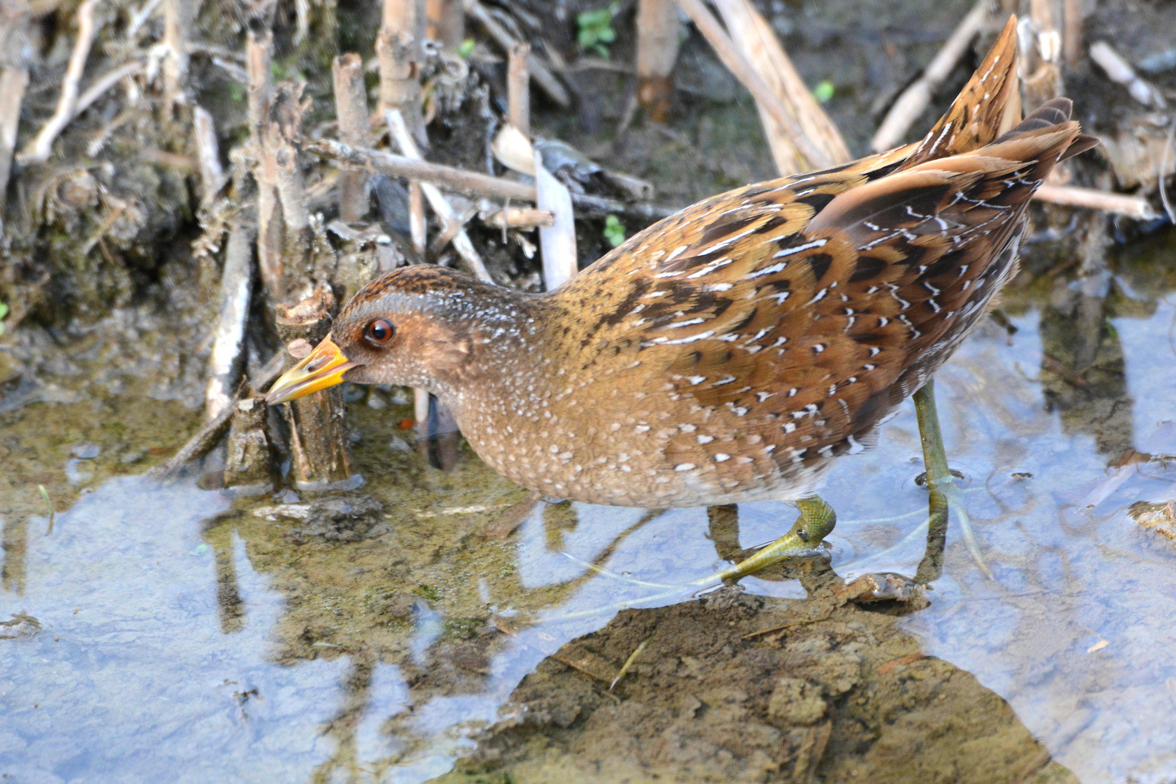 spotted Crake