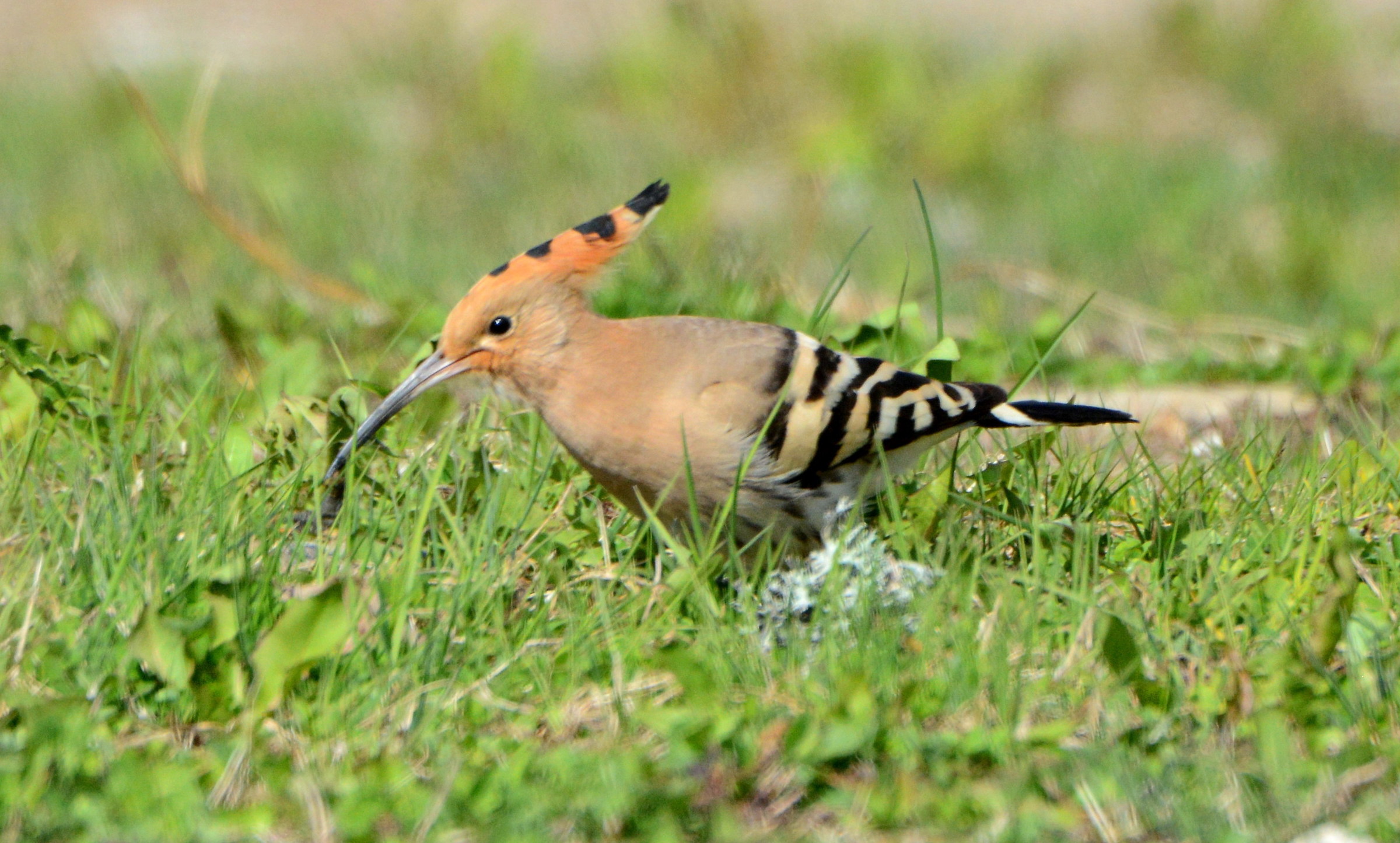 hoopoe