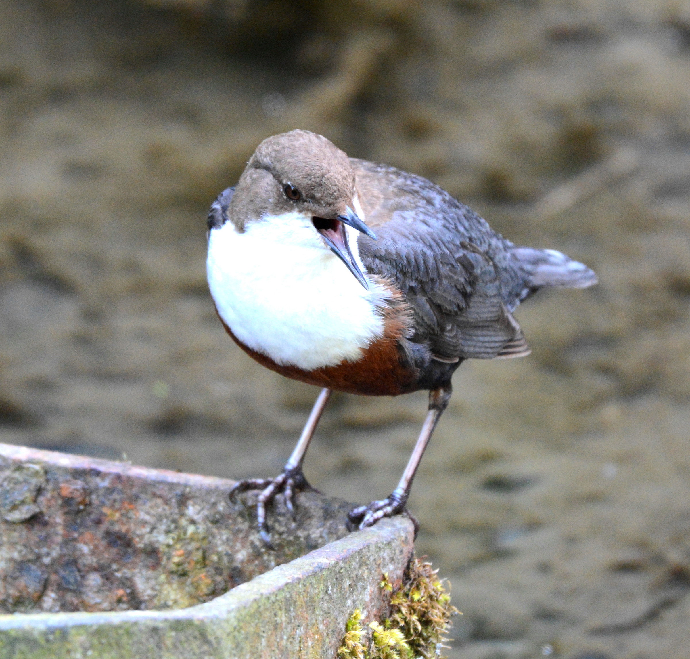 Dipper