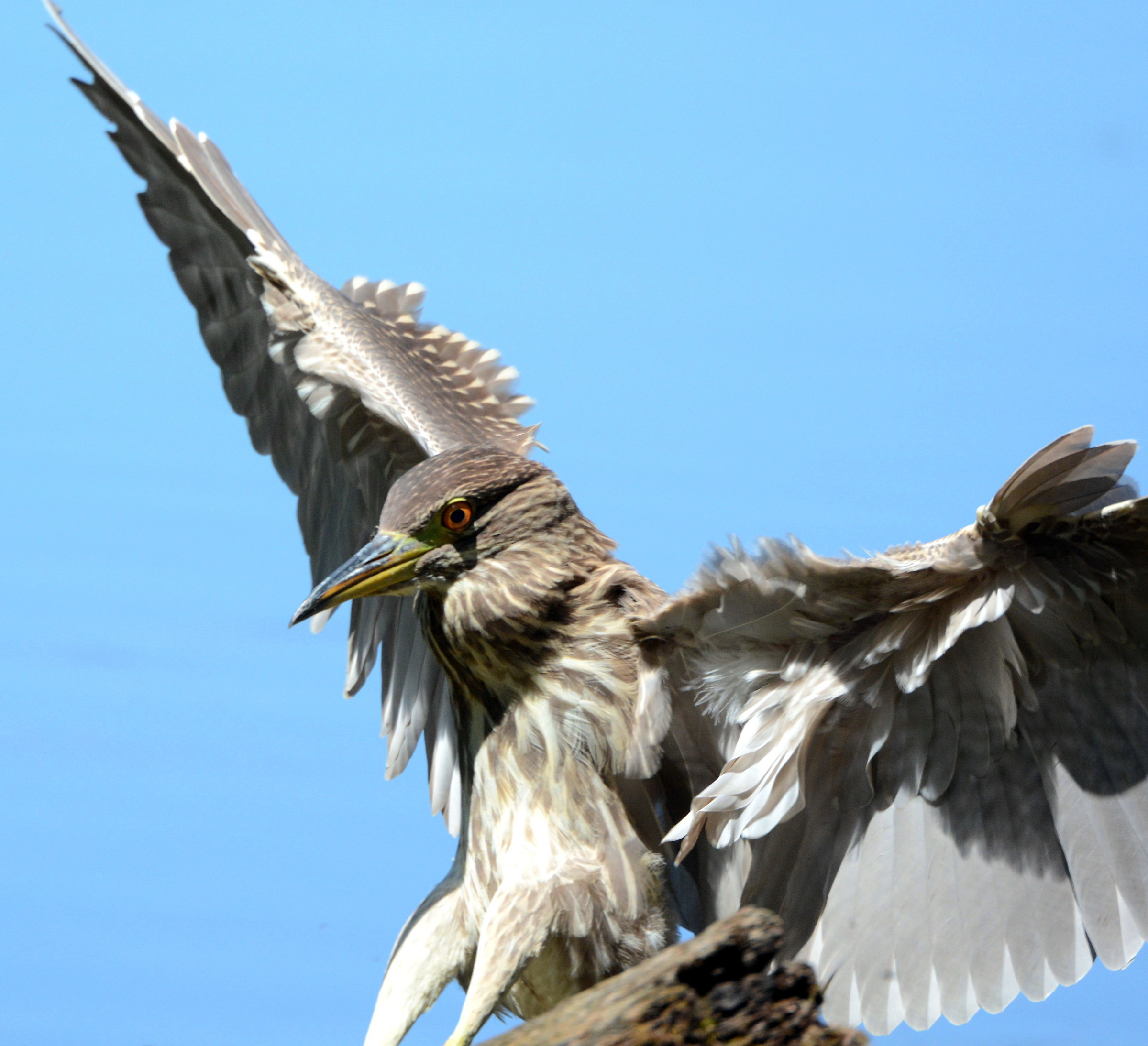 young night heron