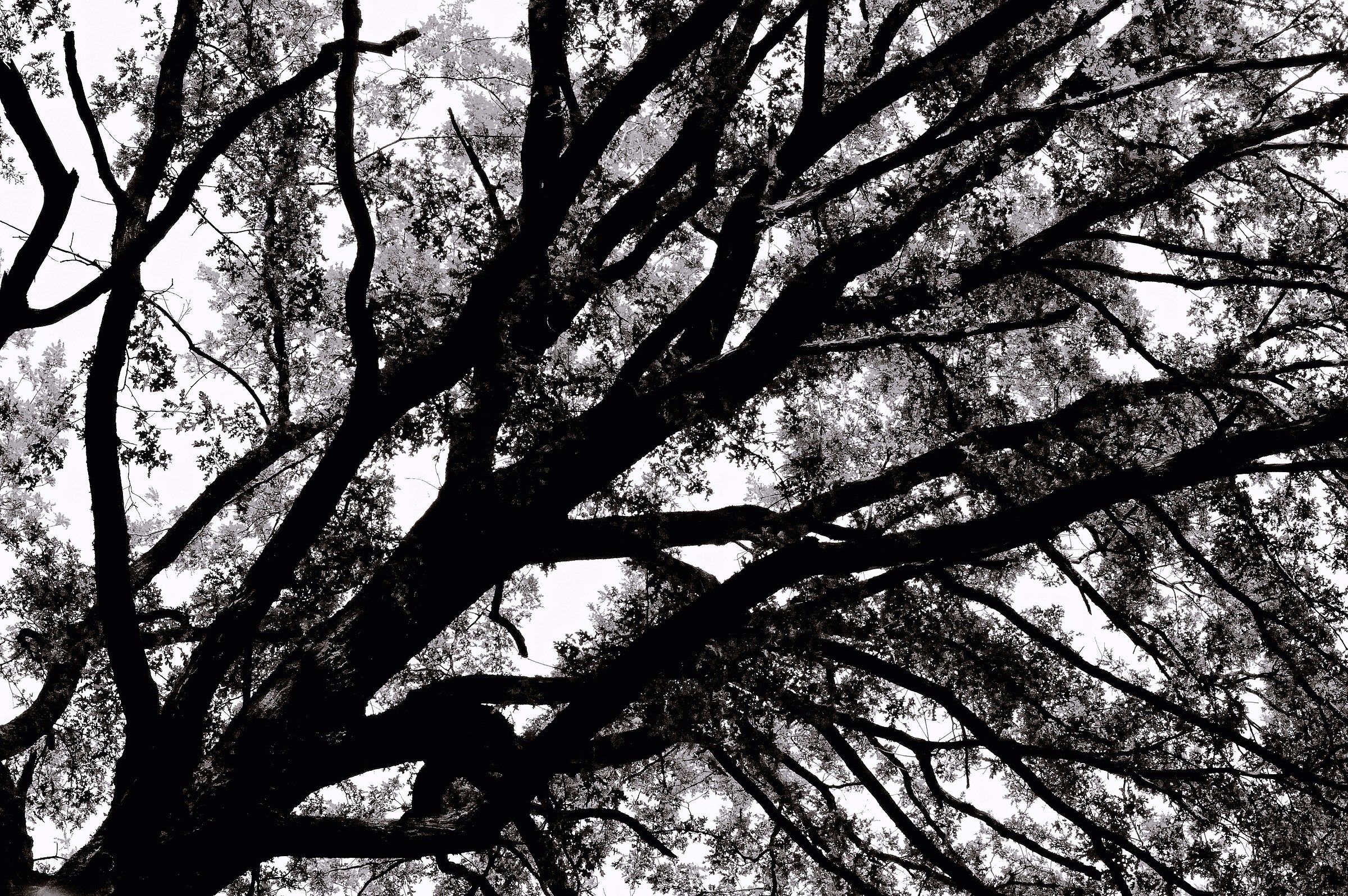 Trees