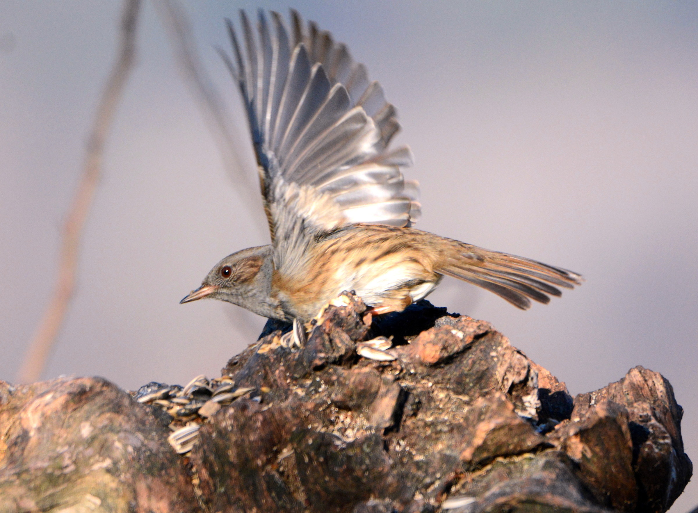 dunnock