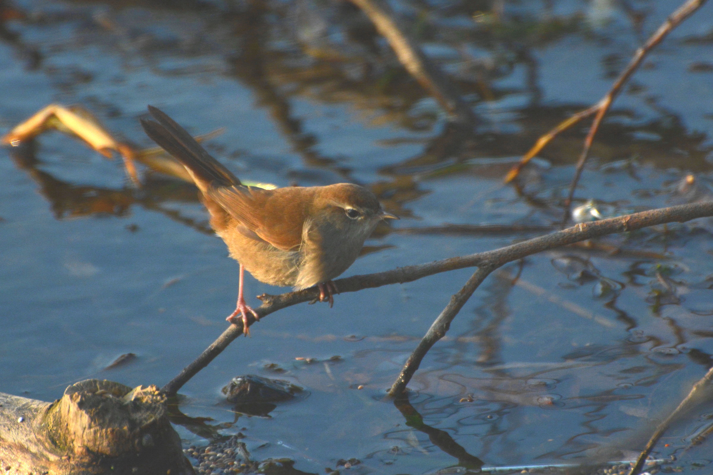 Cetti's Warbler