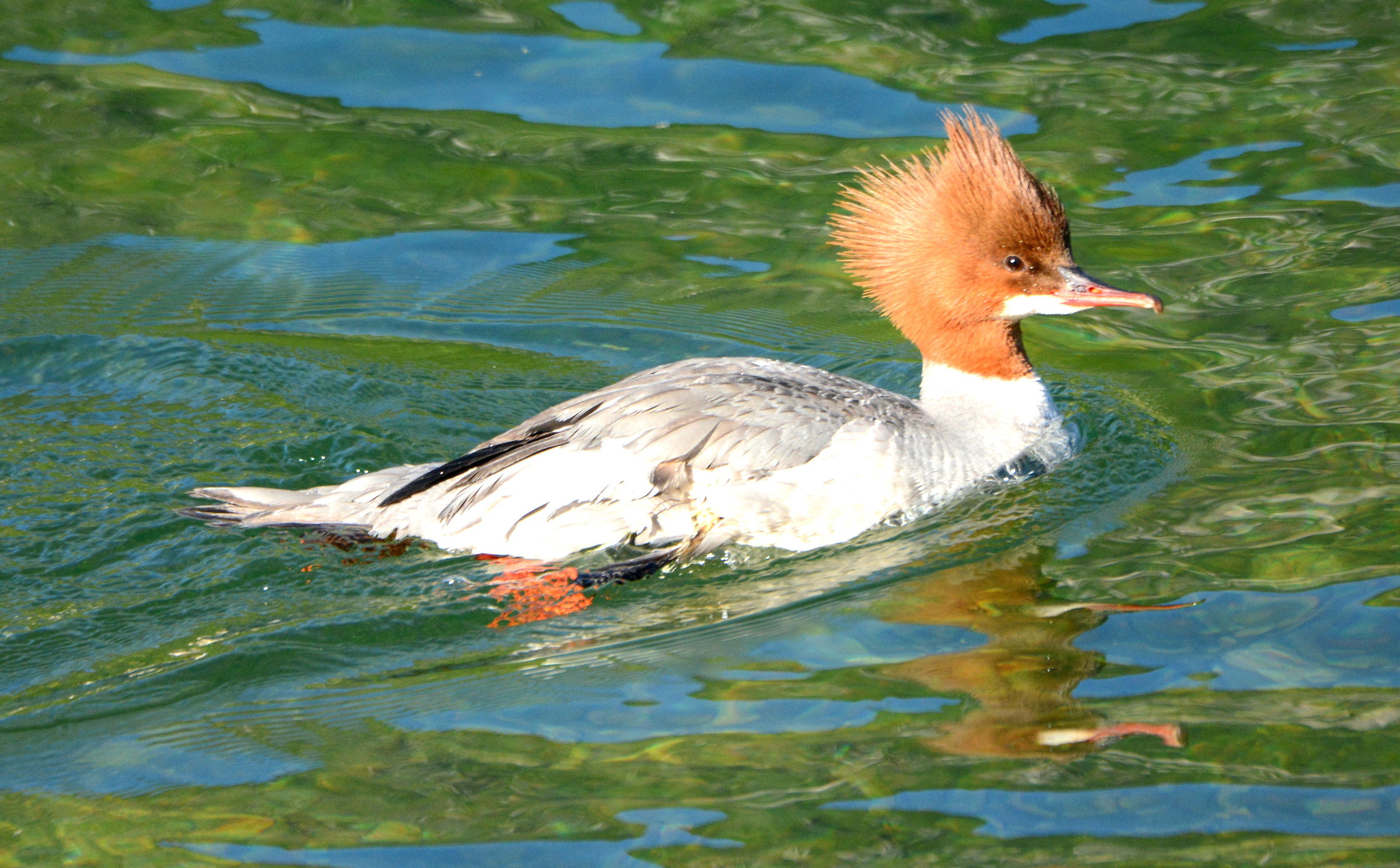 female goosander