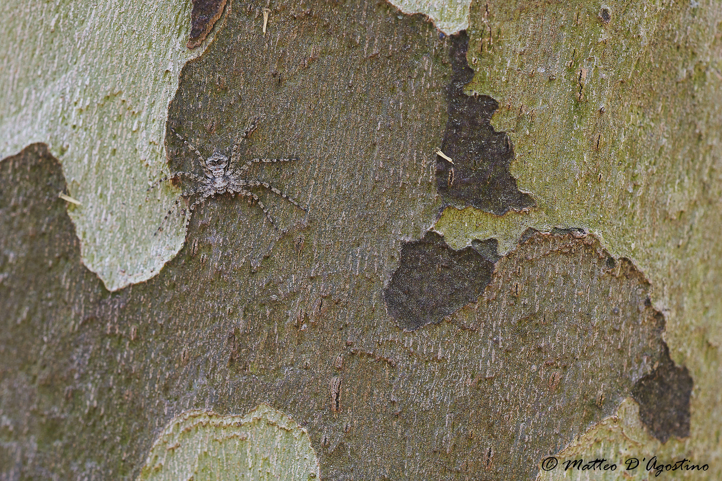 Philodromus margaritatus