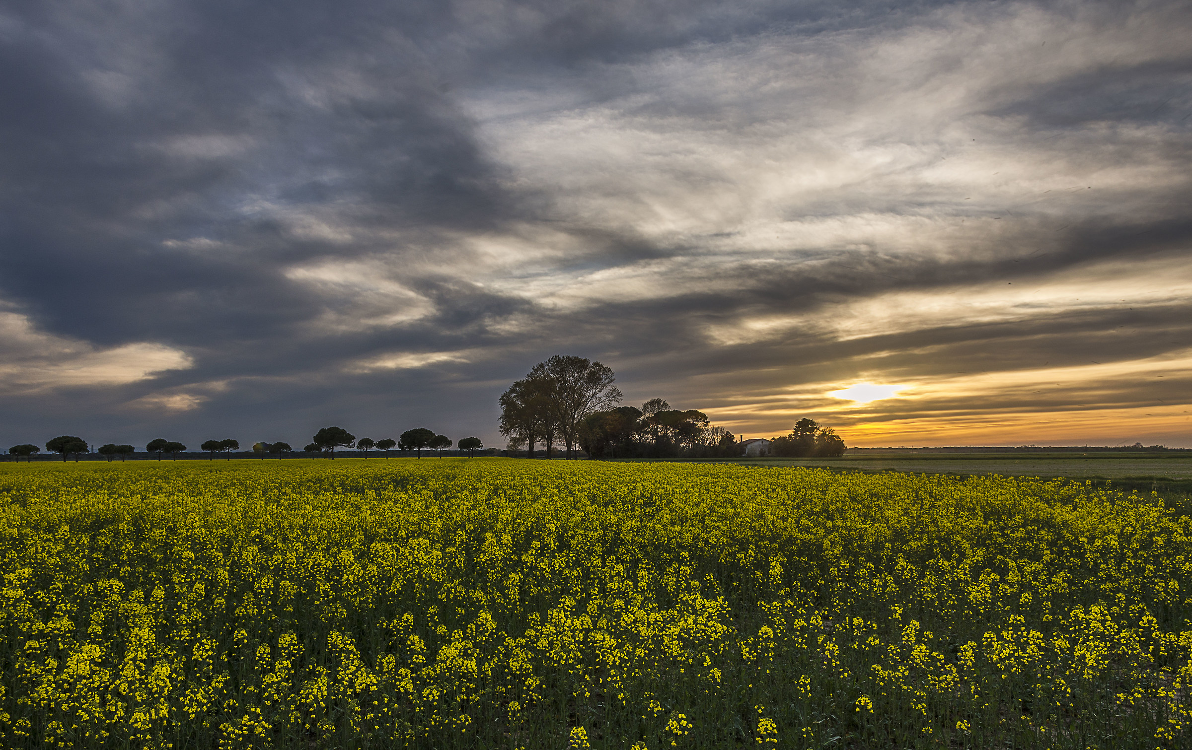 Tramonto in un campo di colza