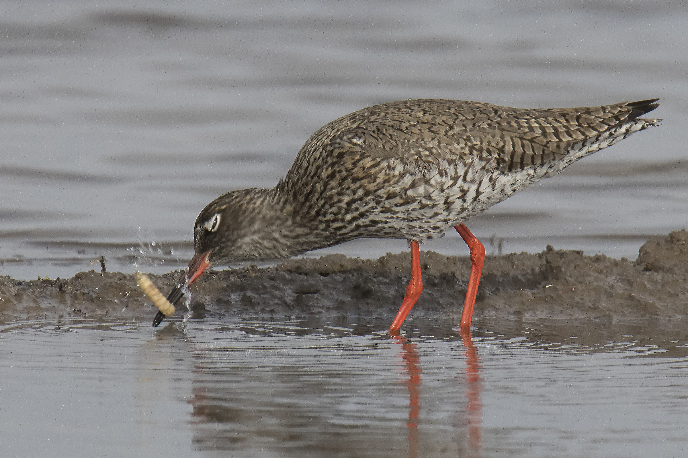 ettegola in paddy field