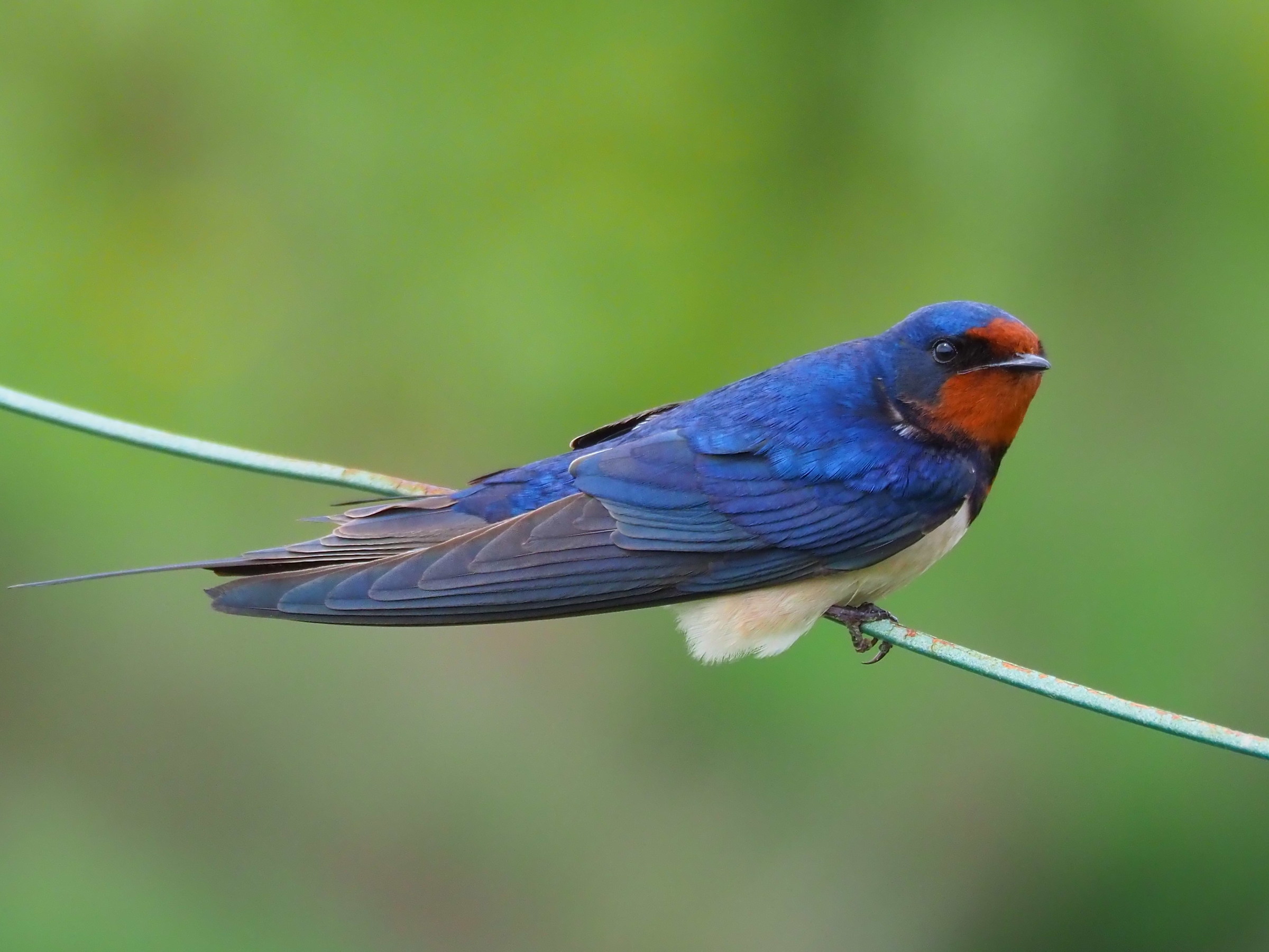 Swallow