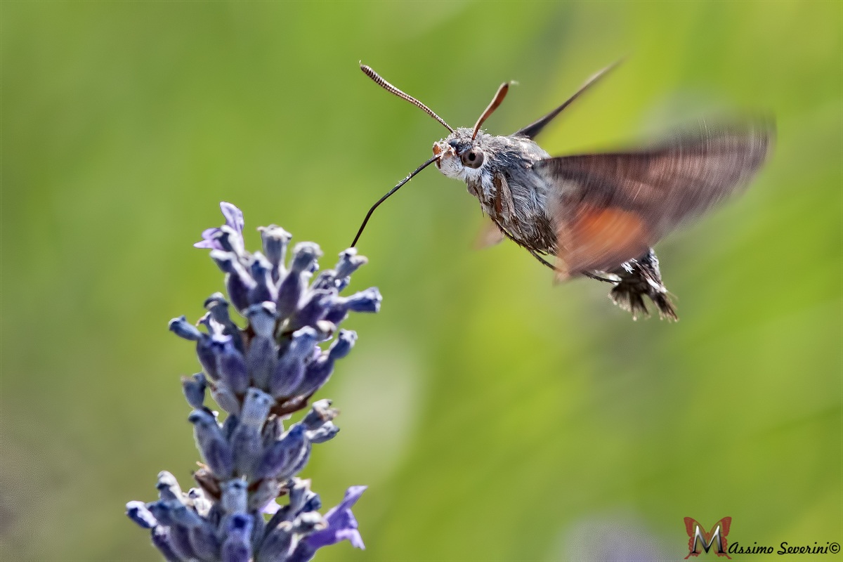 Macroglossum stellatarum
