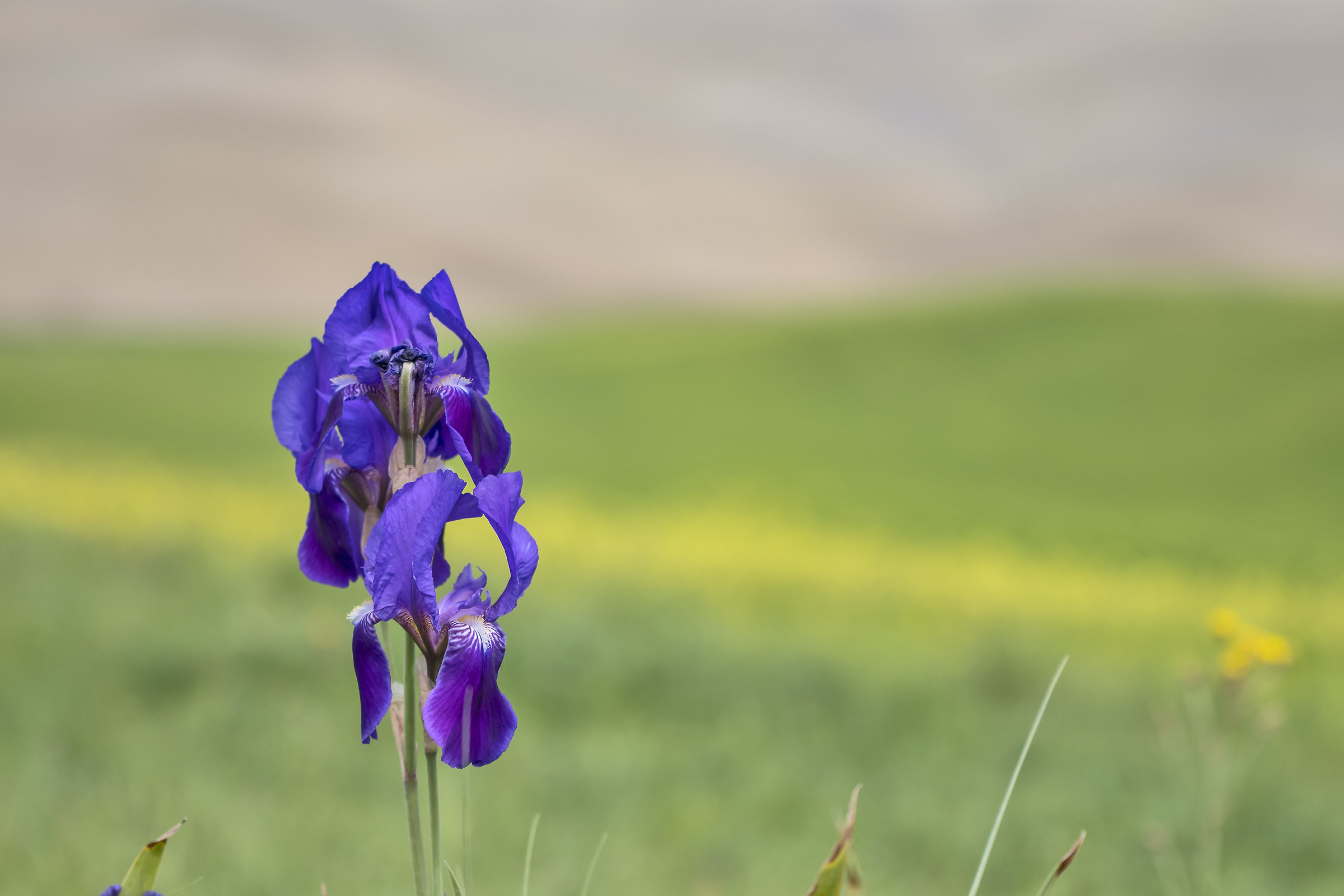 A flower in the Valley