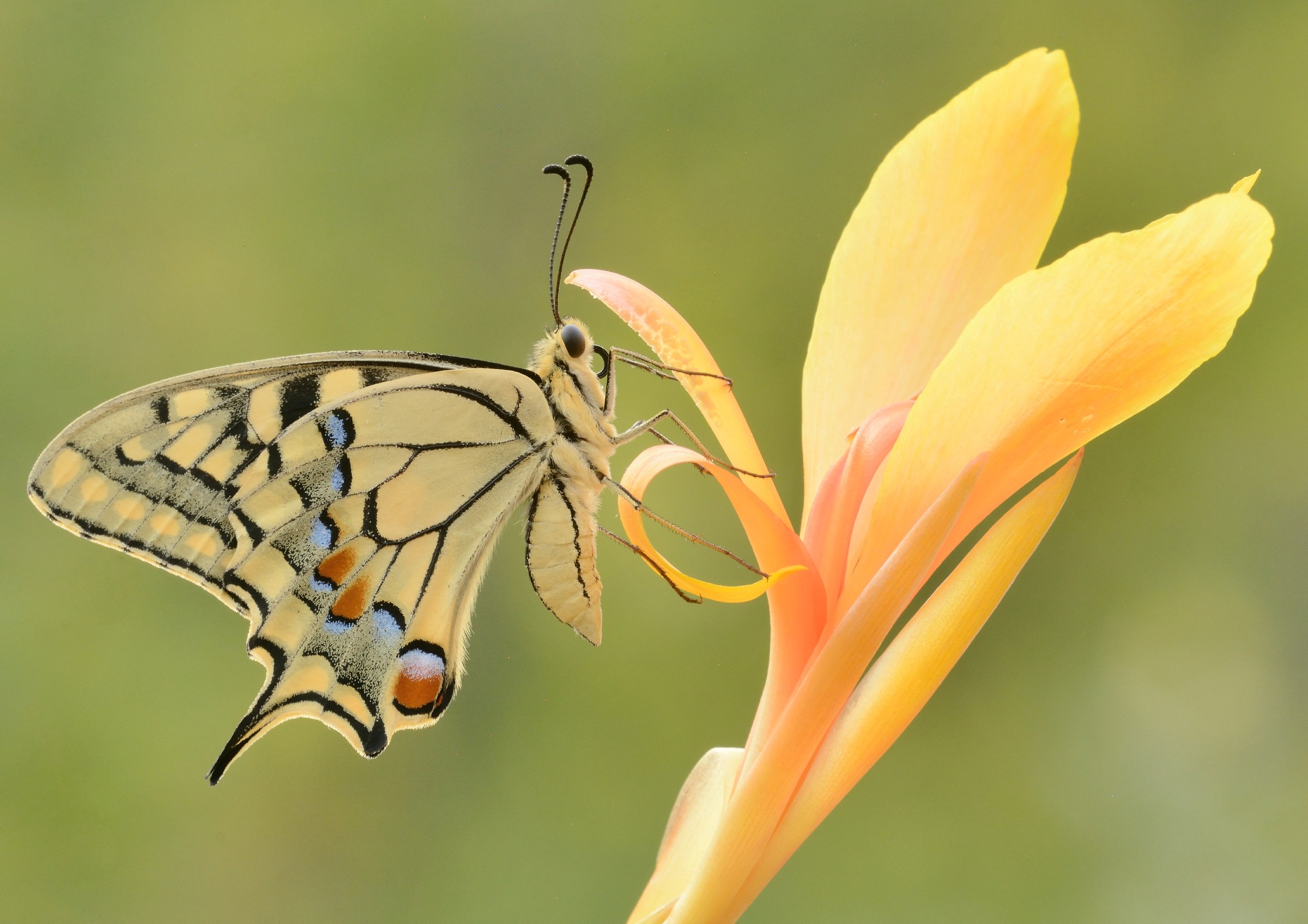 Papilio machaon
