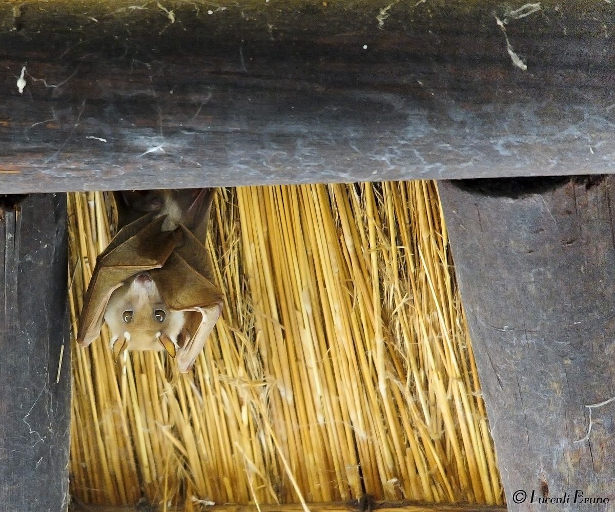 il mammifero volante