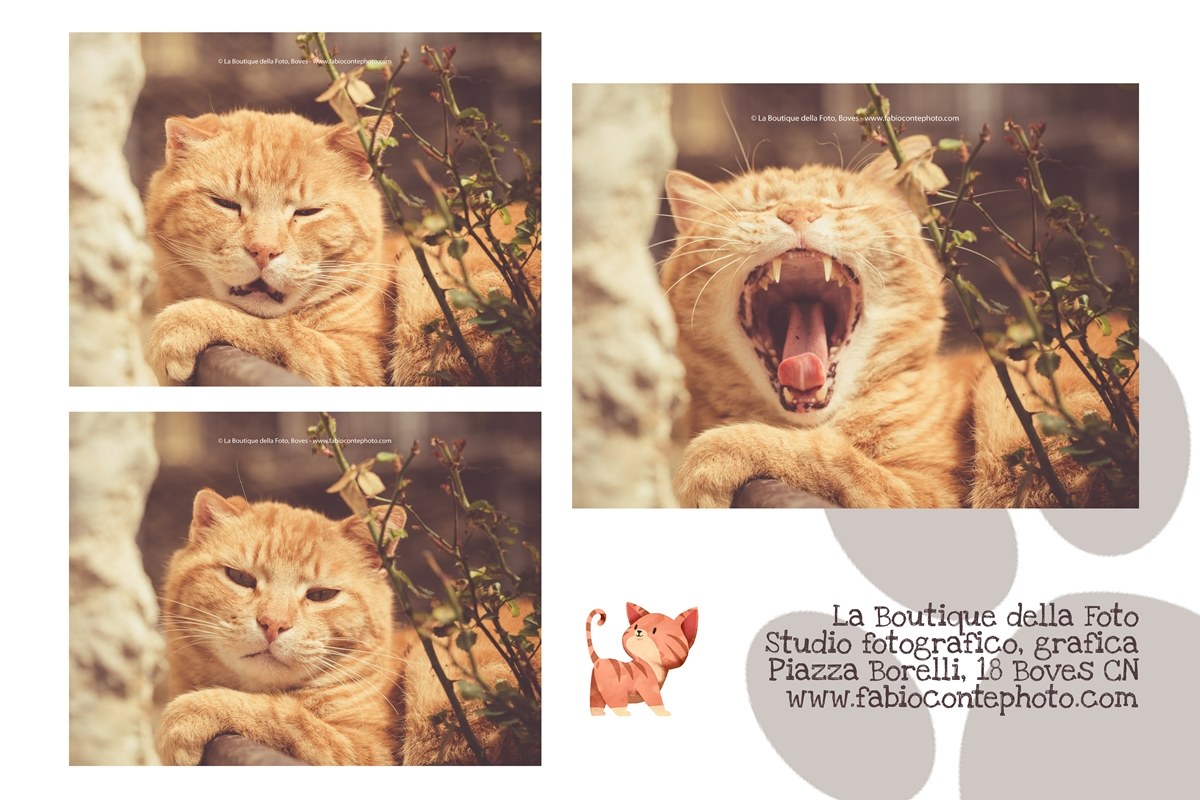 Fruby you love or hate. The cat model!