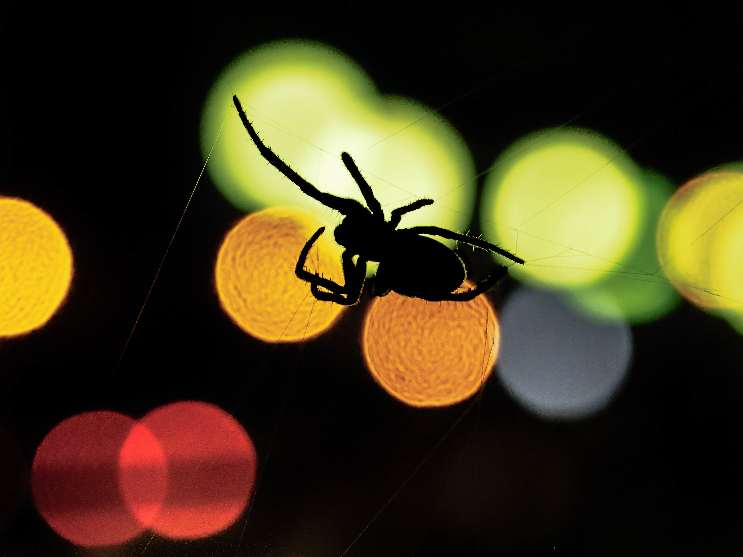 Spider bokeh