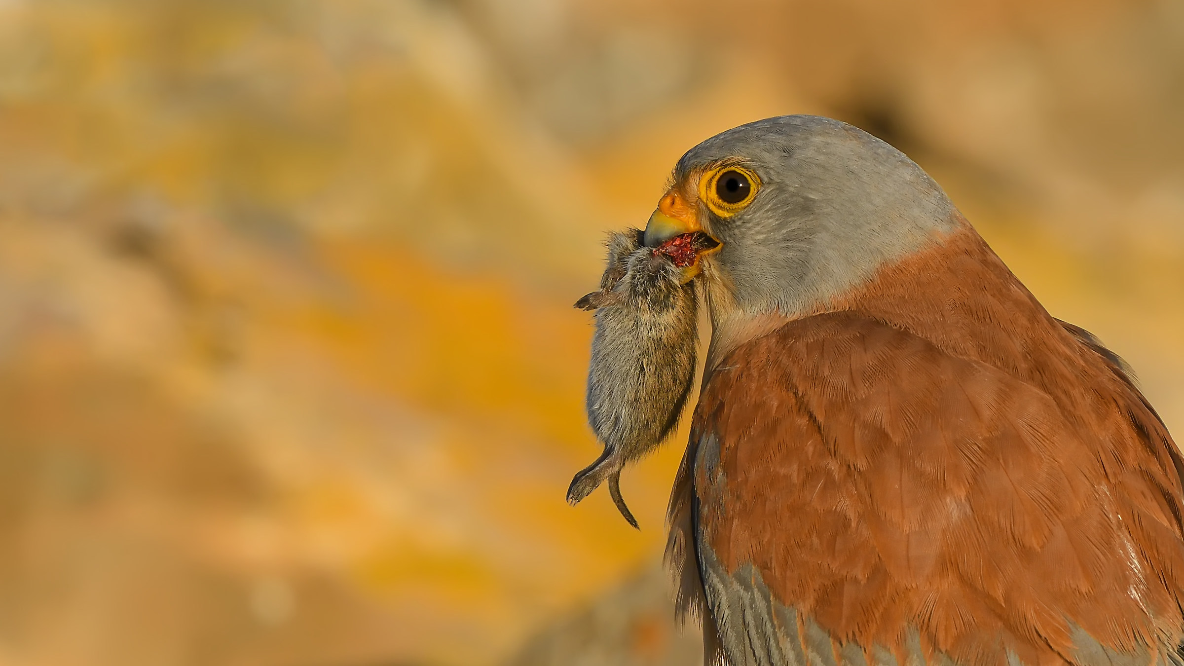 Küçük kerkenez » Lesser Kestrel