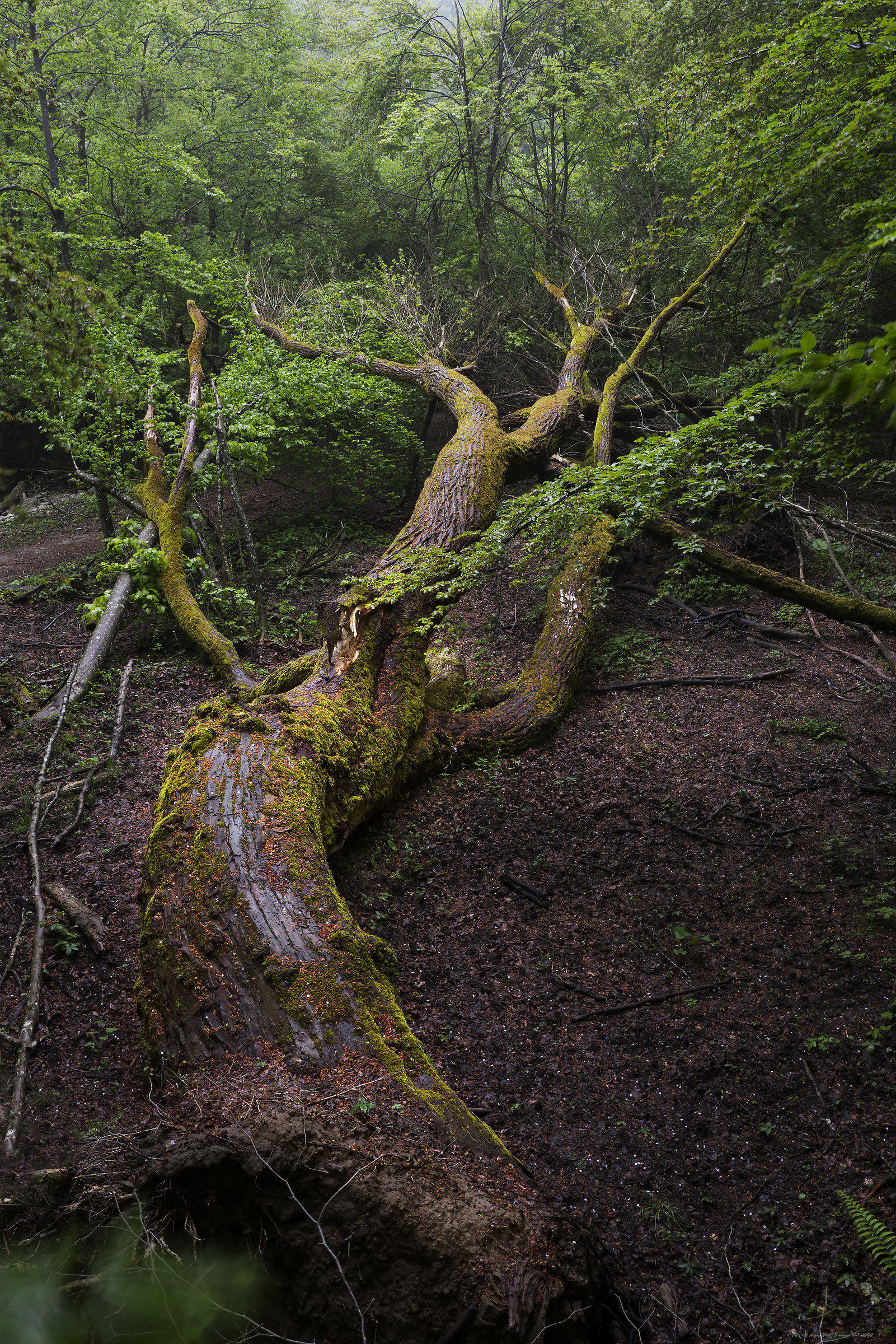 Fallen tree in the valley of the Cheta water