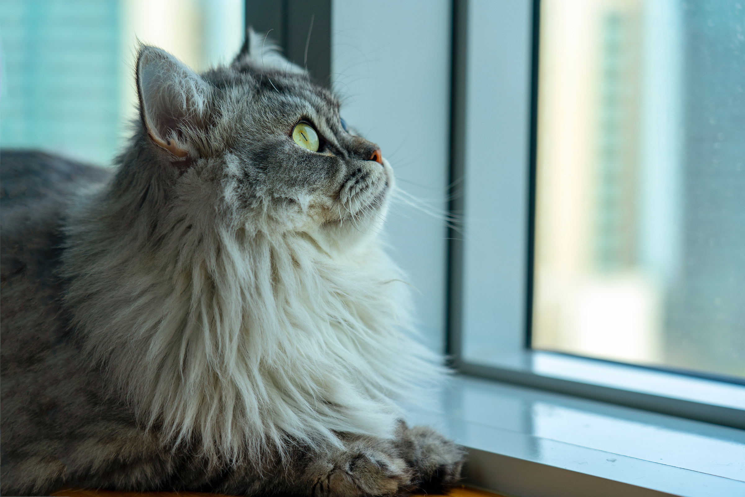 Alla finestra in un giorno nuvoloso