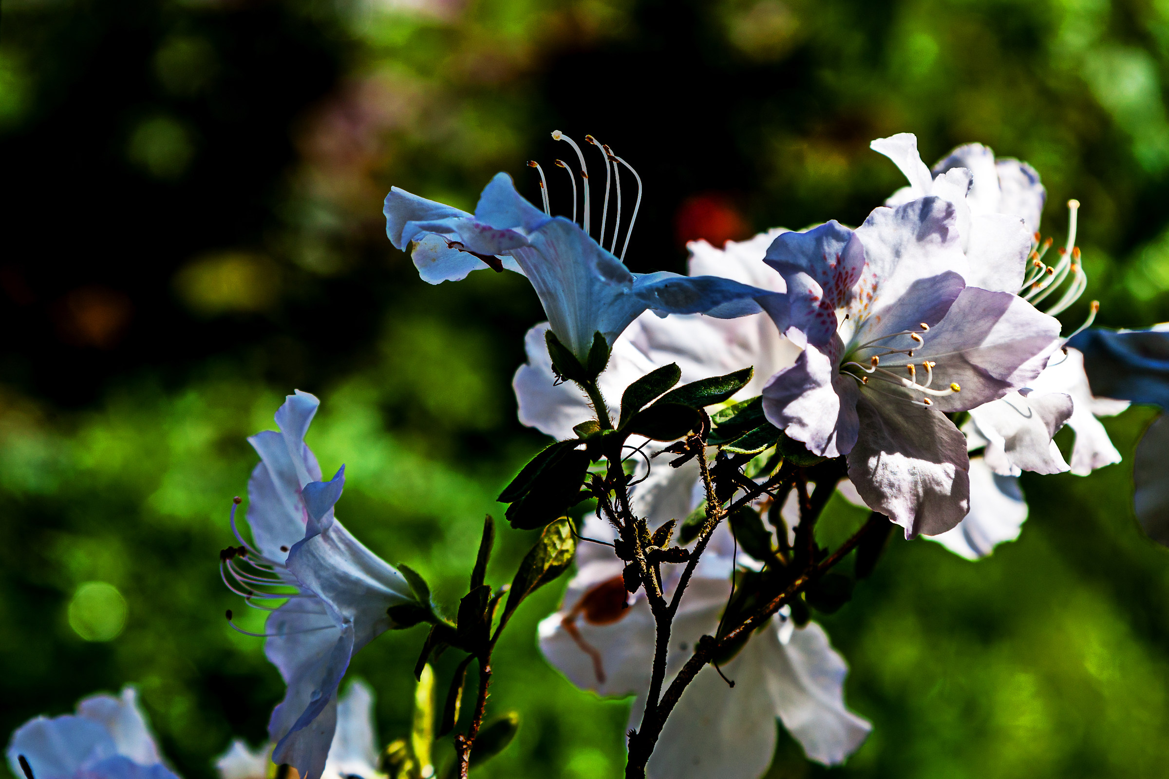 White rhododendrons