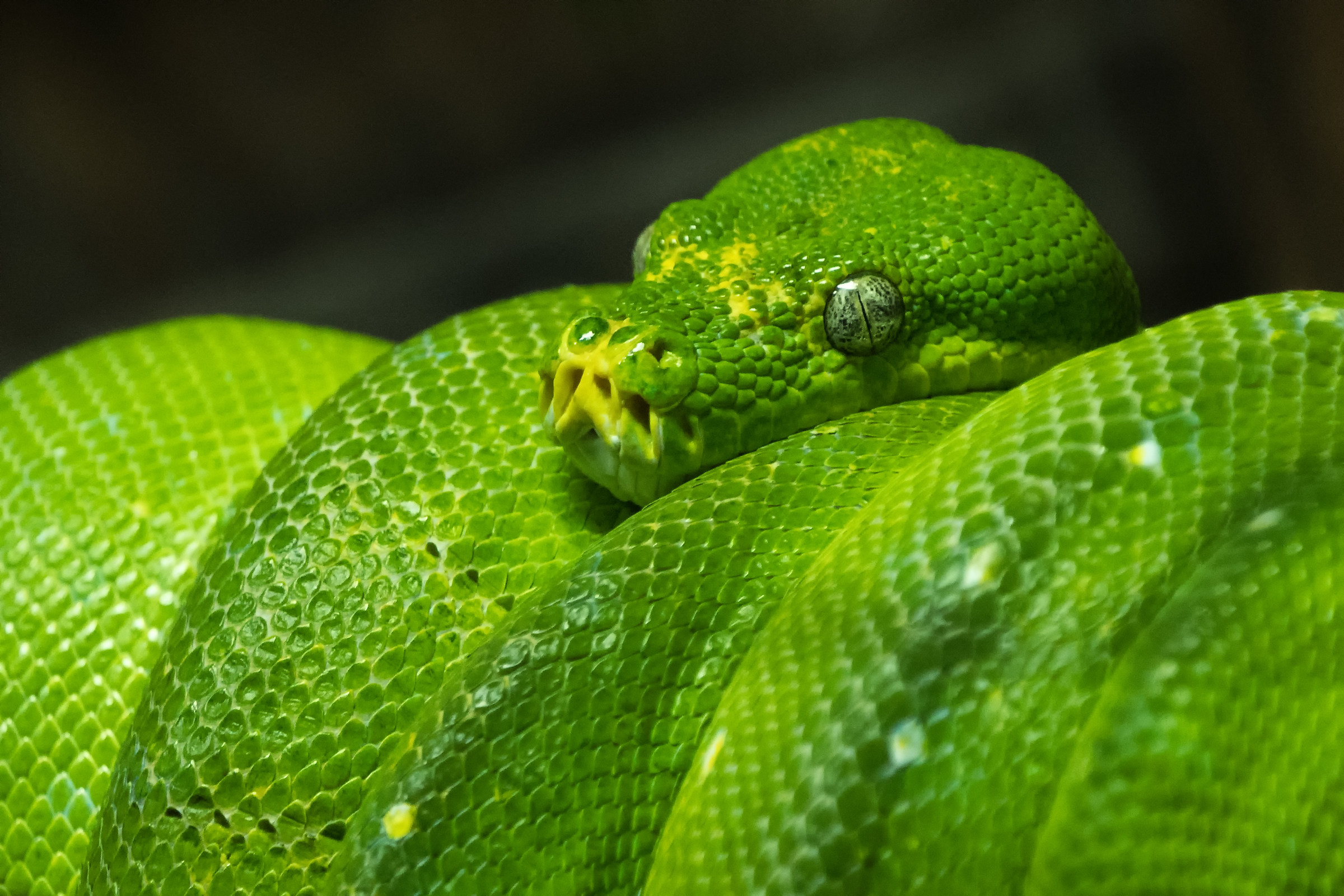 So very green......!