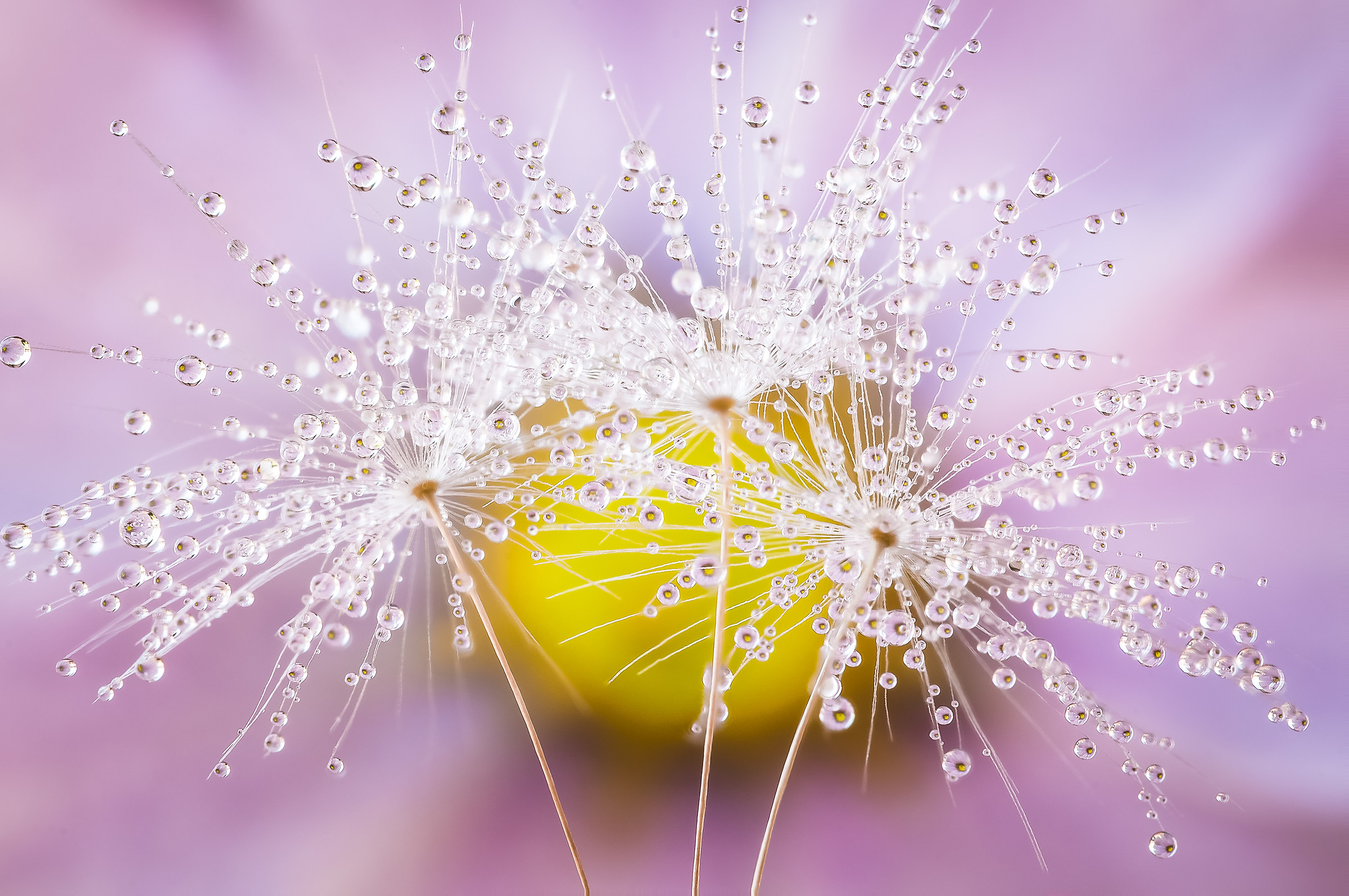 Drops & Flowers Macro Photography by Mario Jr Nicorelli