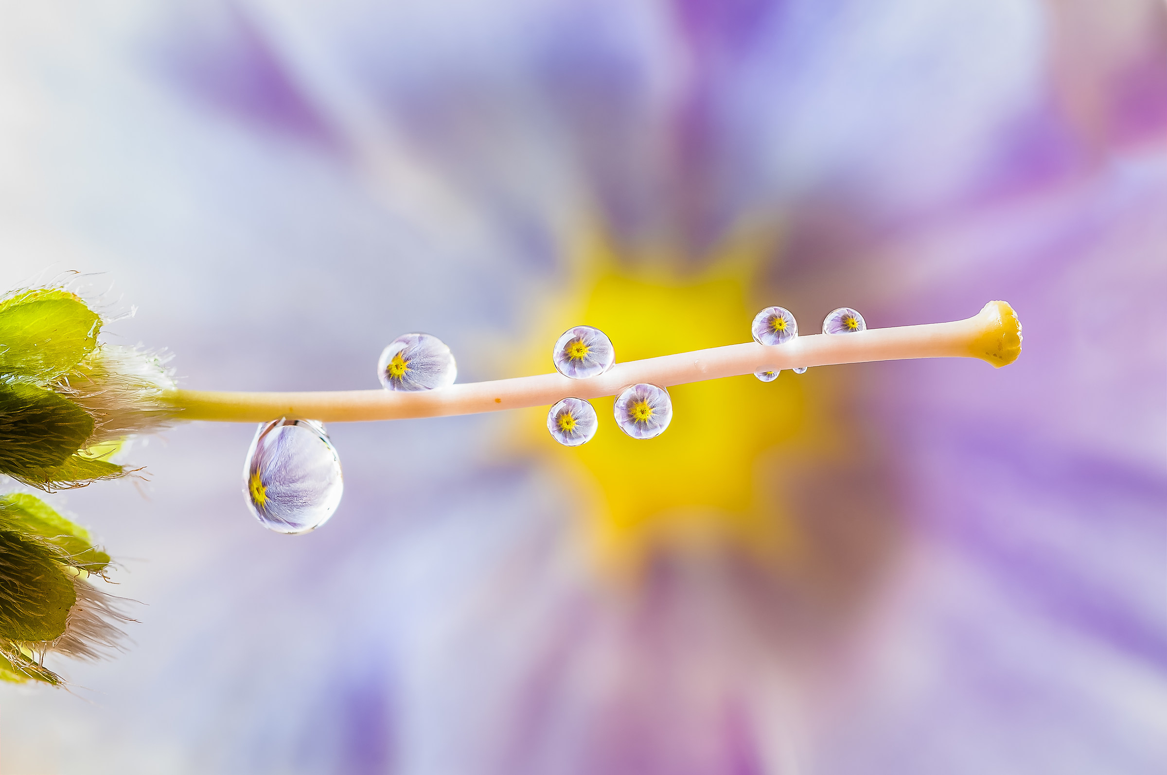 Drops & Flowers Macro Photography by Mario Jr Nicorelli