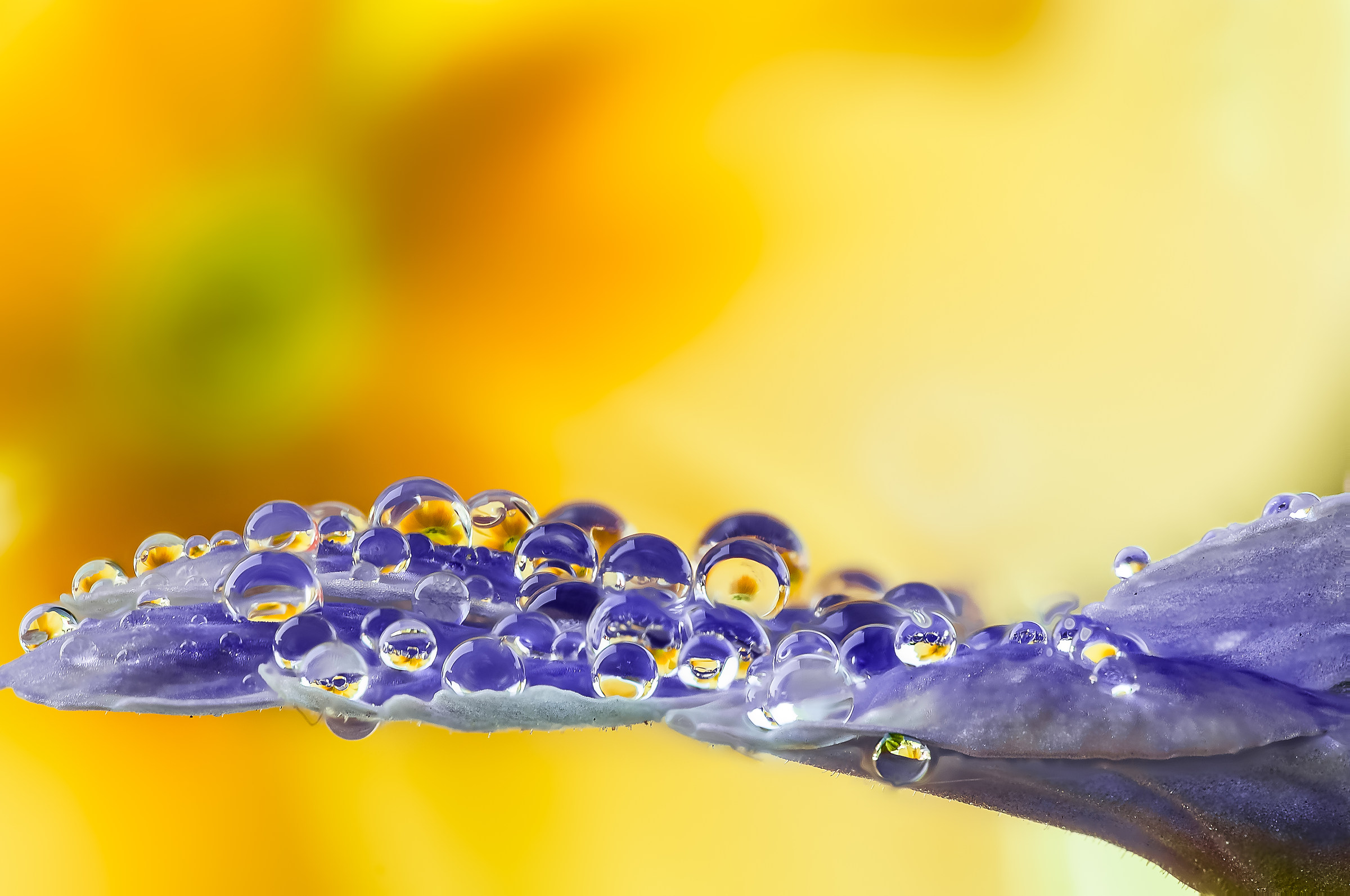 Drops & Flowers Macro Photography by Mario Jr Nicorelli