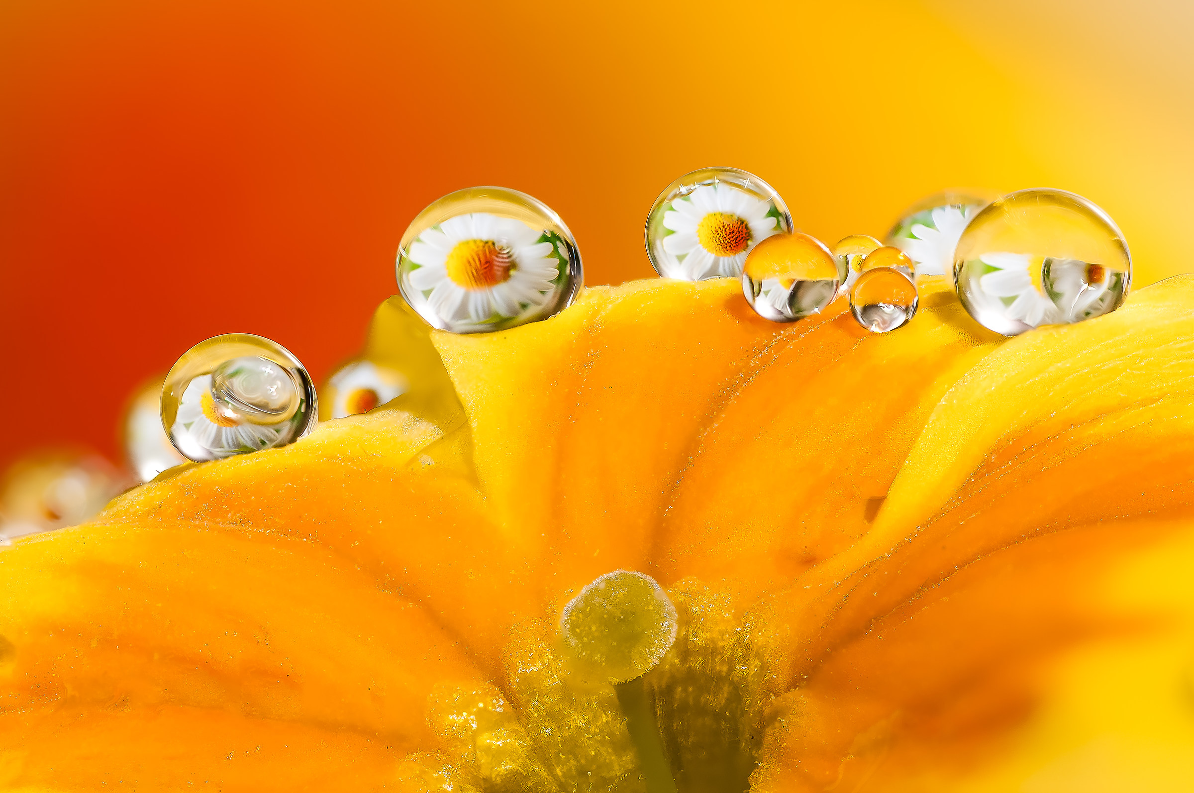 Drops & Flowers Macro Photography by Mario Jr Nicorelli